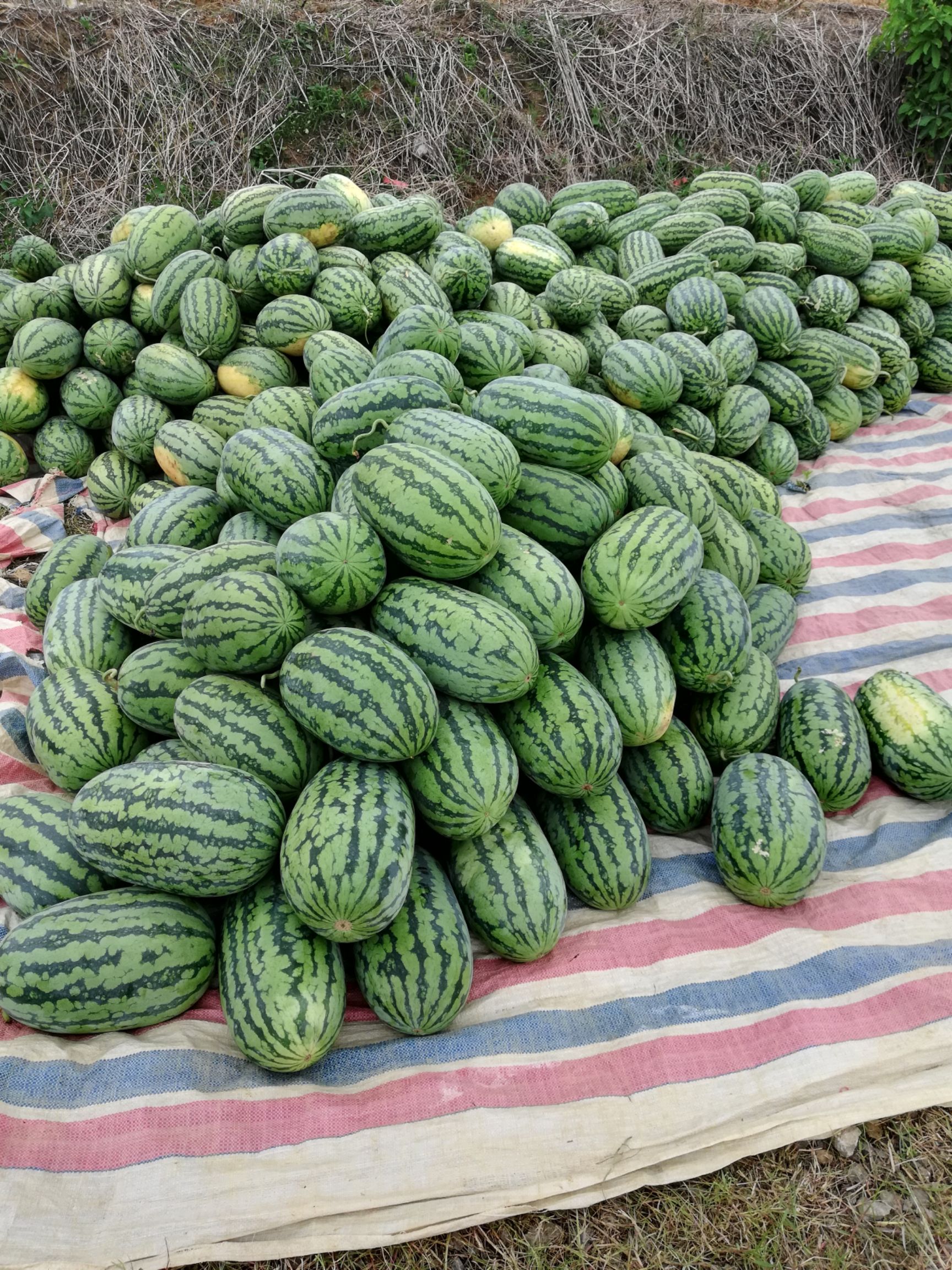 水果 西瓜  商品详情 本地大西瓜大量上市  ,品种:黑美人,绿爽,产品