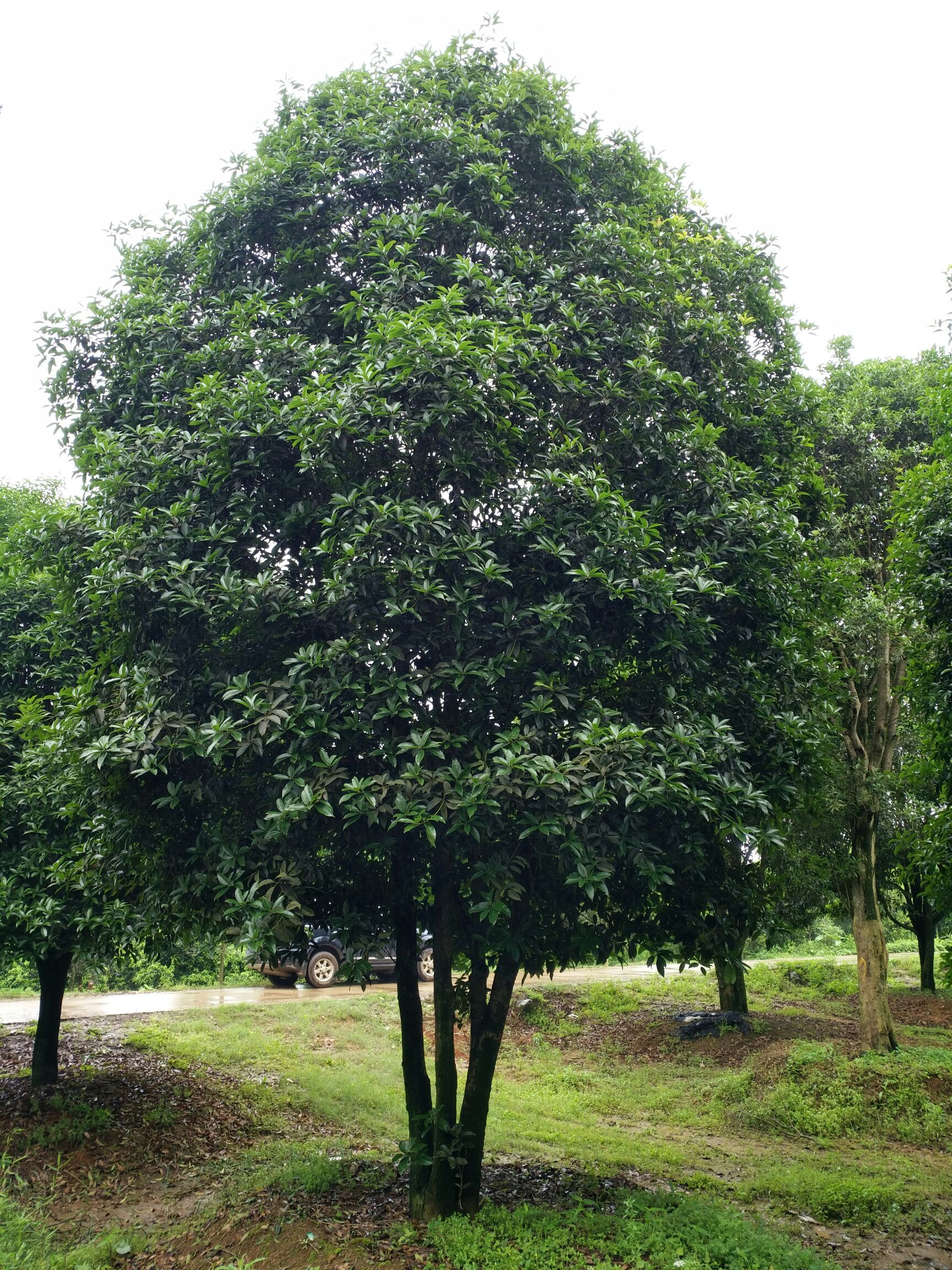 供应出售桂花树15-50公分