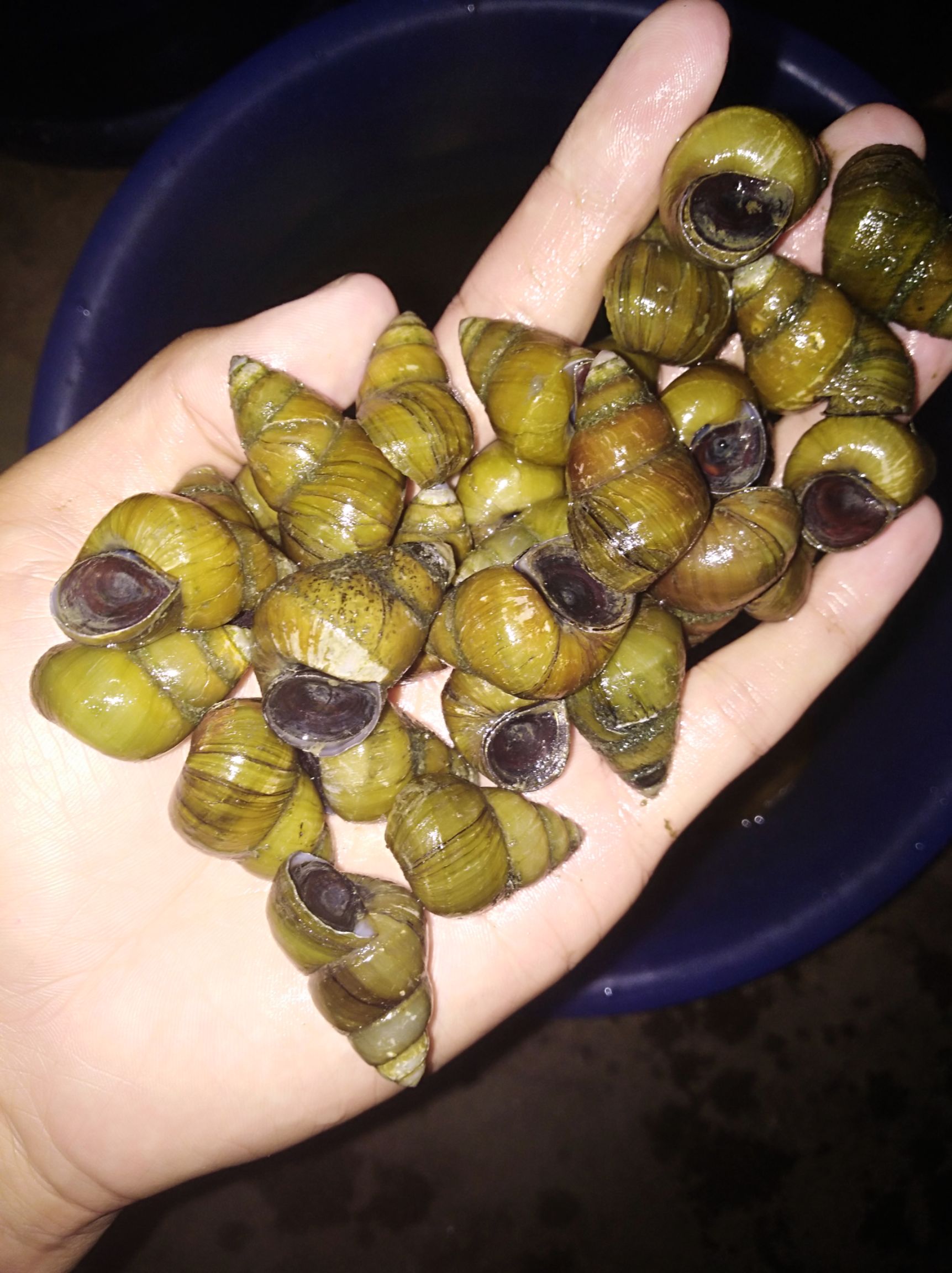 淡水螺批发采购_淡水螺供应_淡水螺价格_淡水