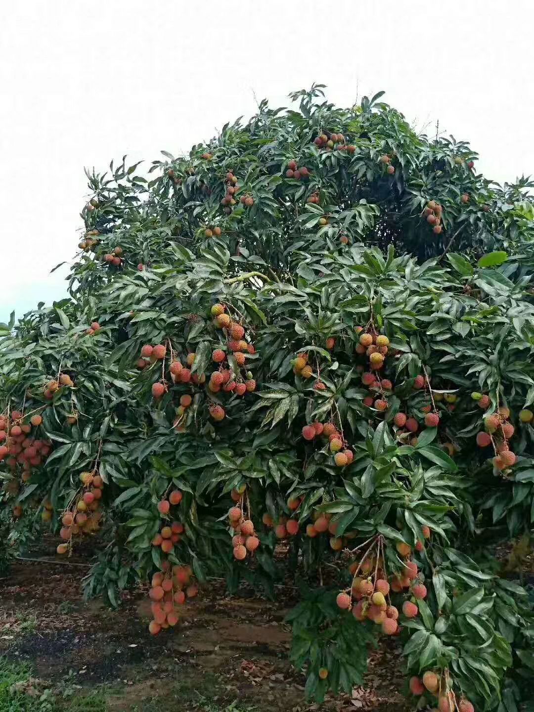 桂味荔枝苗 连树头都有果子…朋友们妃子笑荔枝好不好…大家说的好才