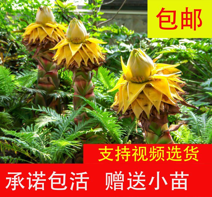 云南楚雄南华县 地涌金莲千瓣莲花 佛花 花卉 大型绿植盆栽 云南地