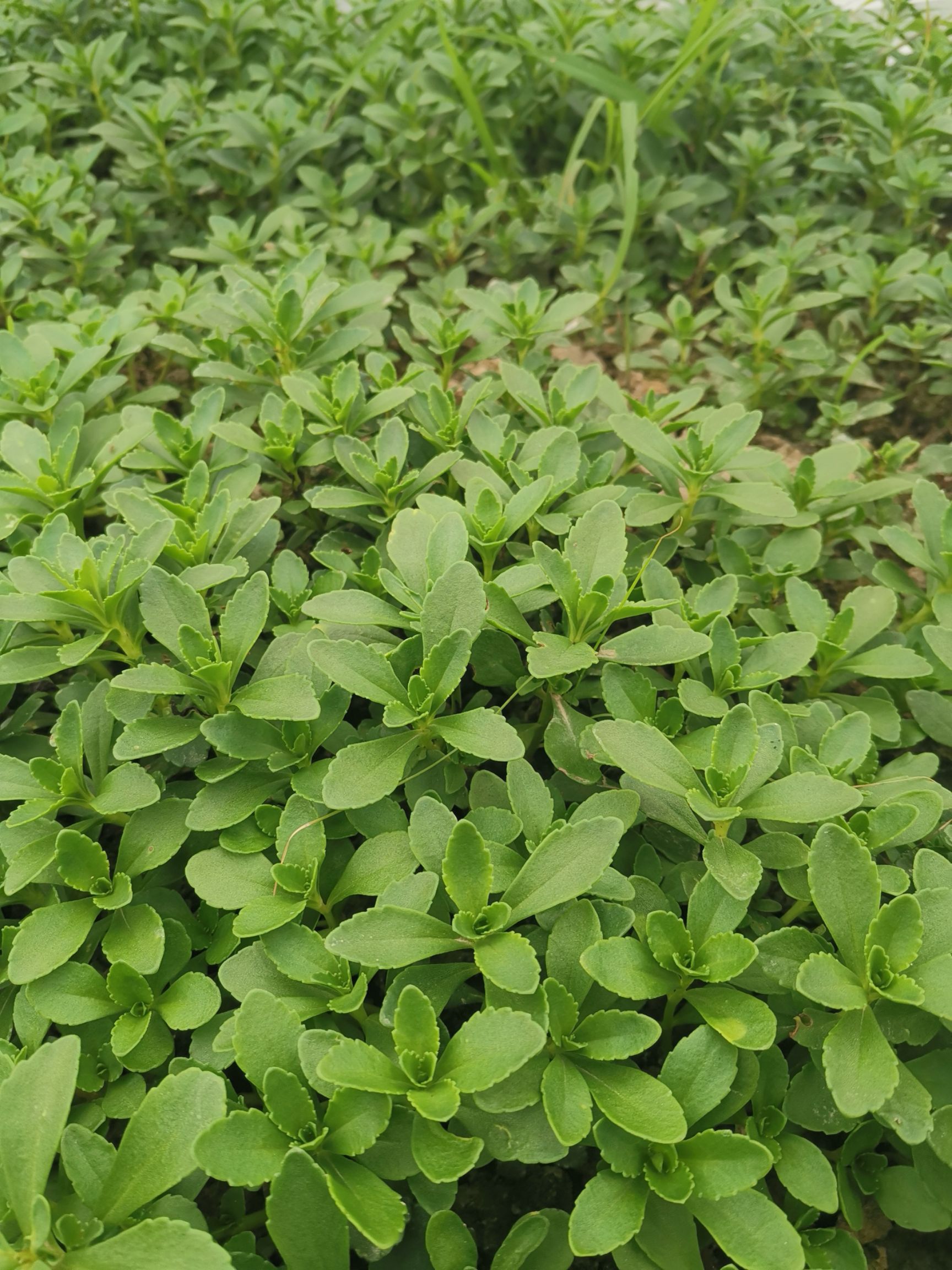 高钙菜种子 高钙养心菜苗救心菜苗田七菜费菜景天三七种子穿心莲苗