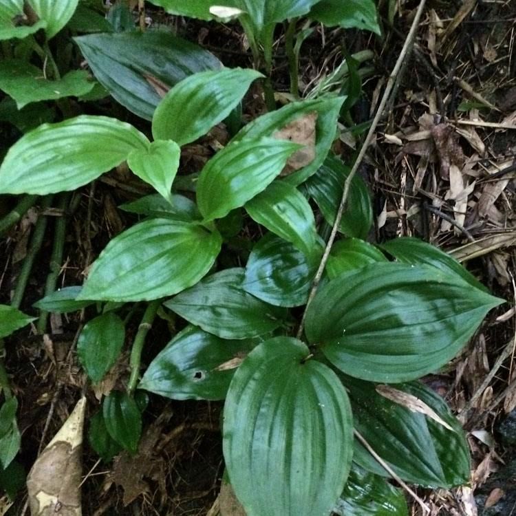 见血清 深山老林纯天然野生毛慈姑,立地好中草药