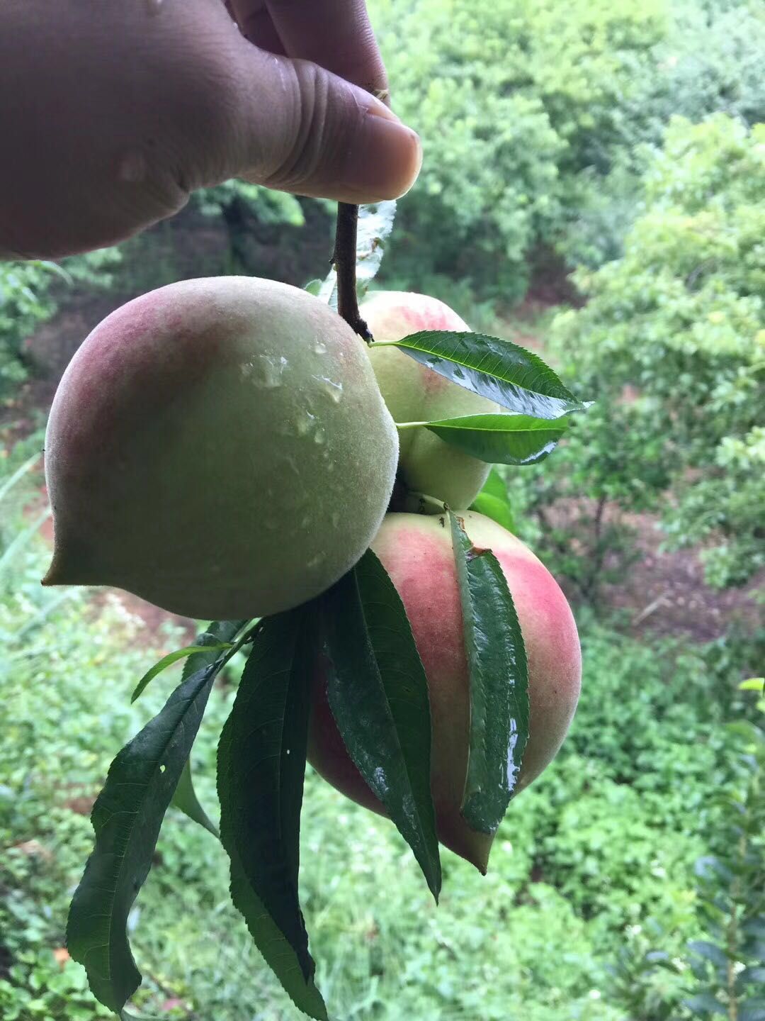 连平鹰嘴蜜桃-上坪鹰嘴桃7月5日成熟开园上市,火爆预售中