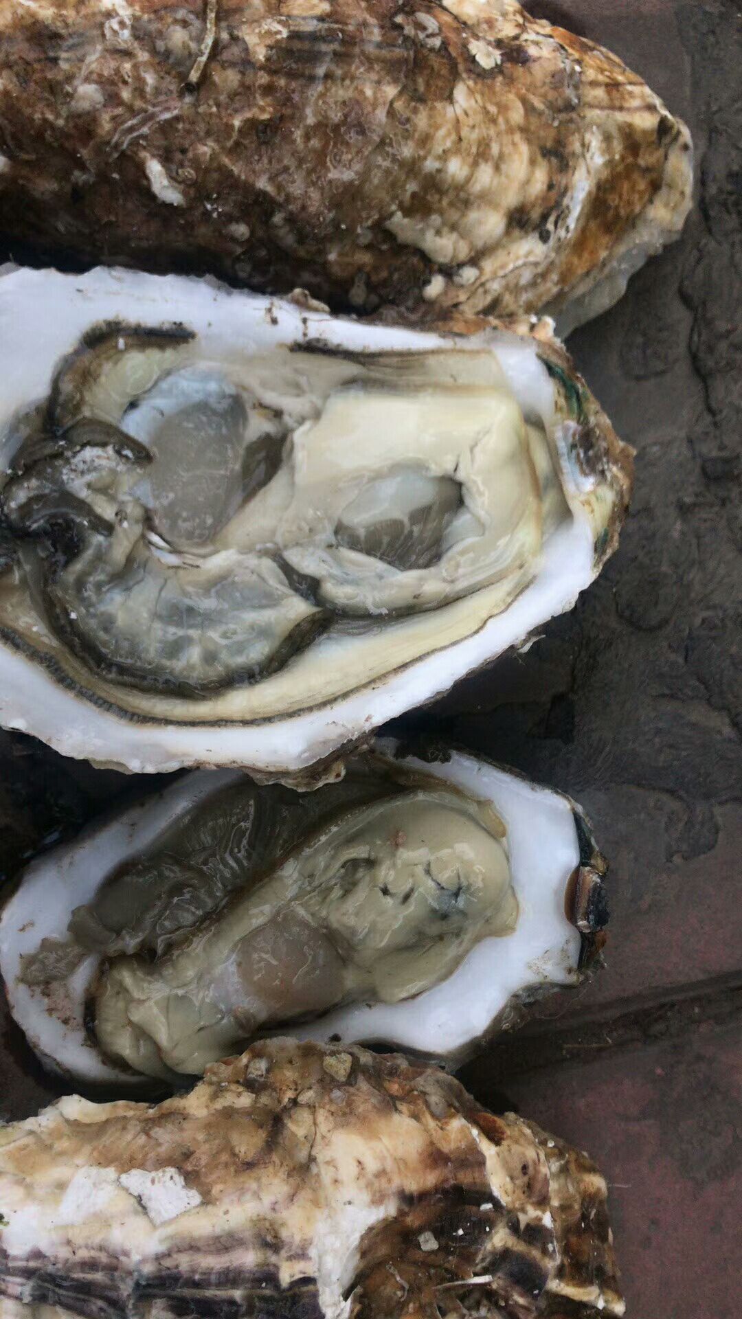 品种名:大连生蚝 生长环境:海水 规格:3-4两/只 用途:食用