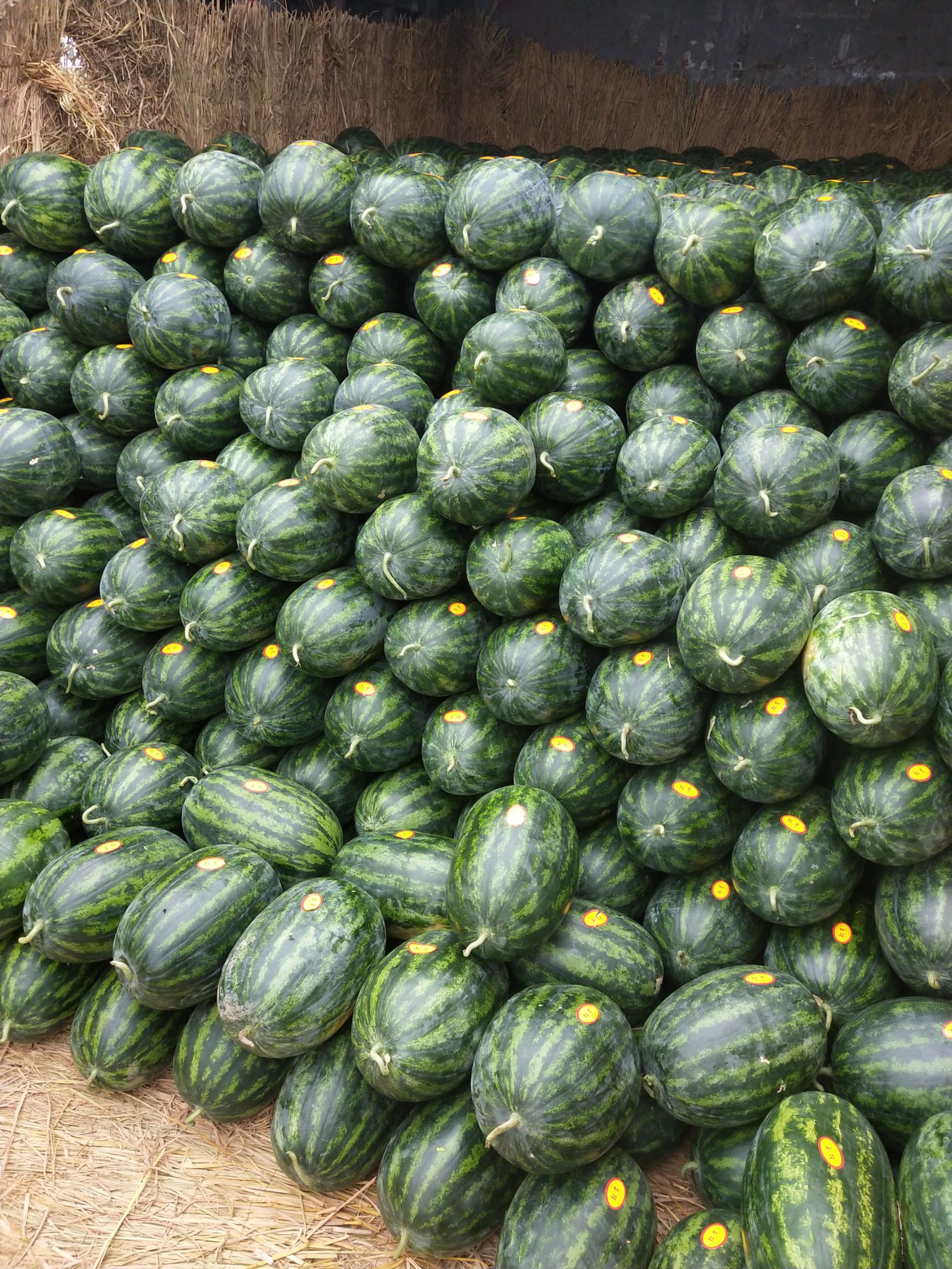 广西散装8成熟红虎