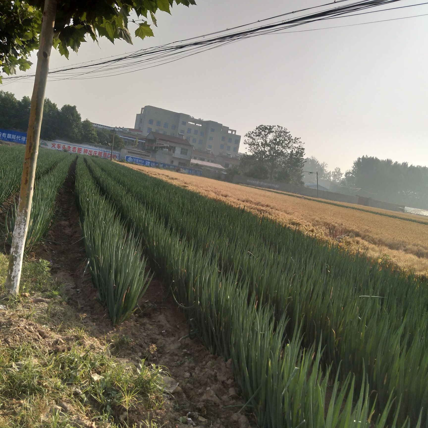 长白大葱 产地直采!有意的朋友私聊