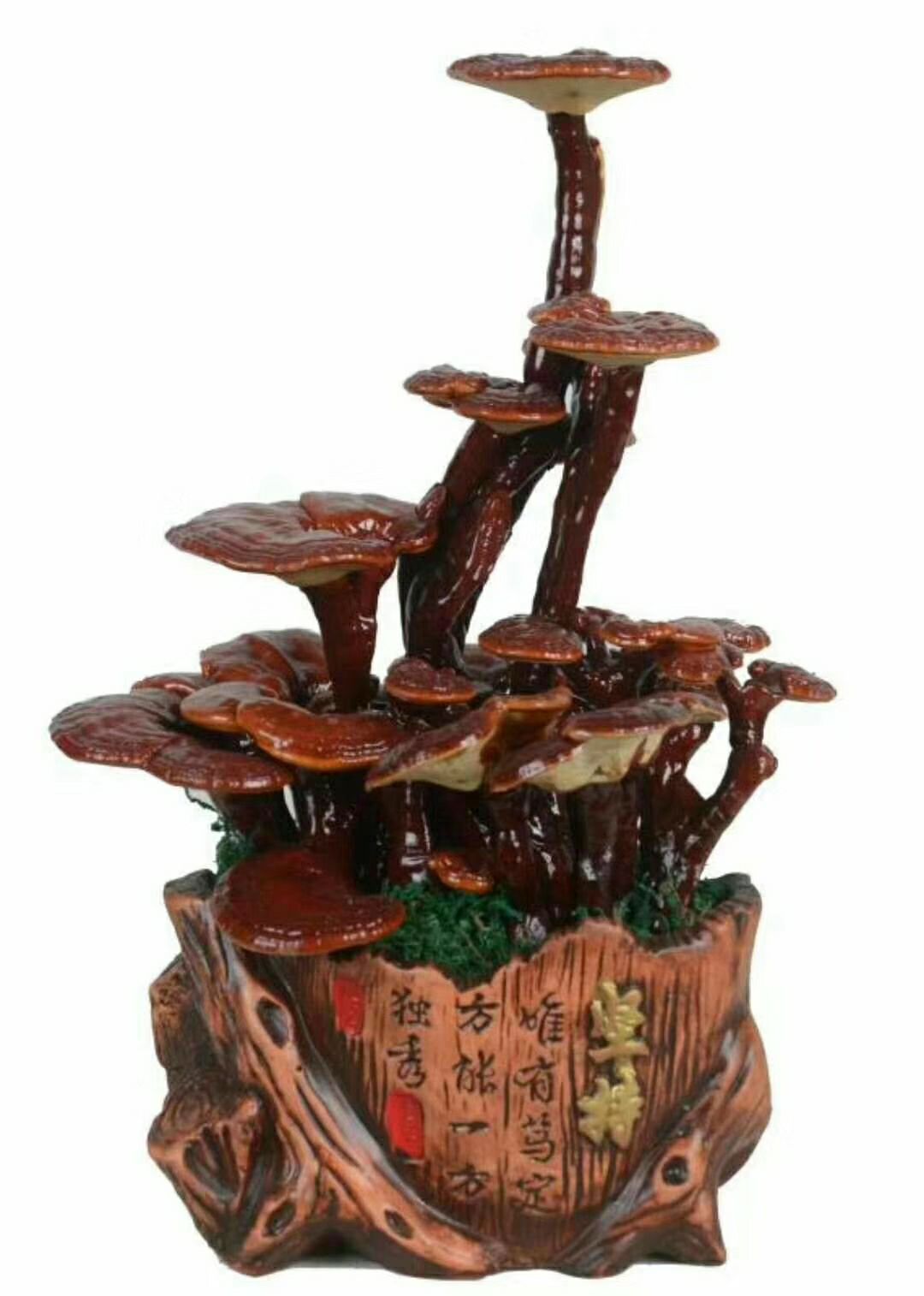 观赏灵芝,干体盆景 ,三高35公分左右,不带盆,一颗也是