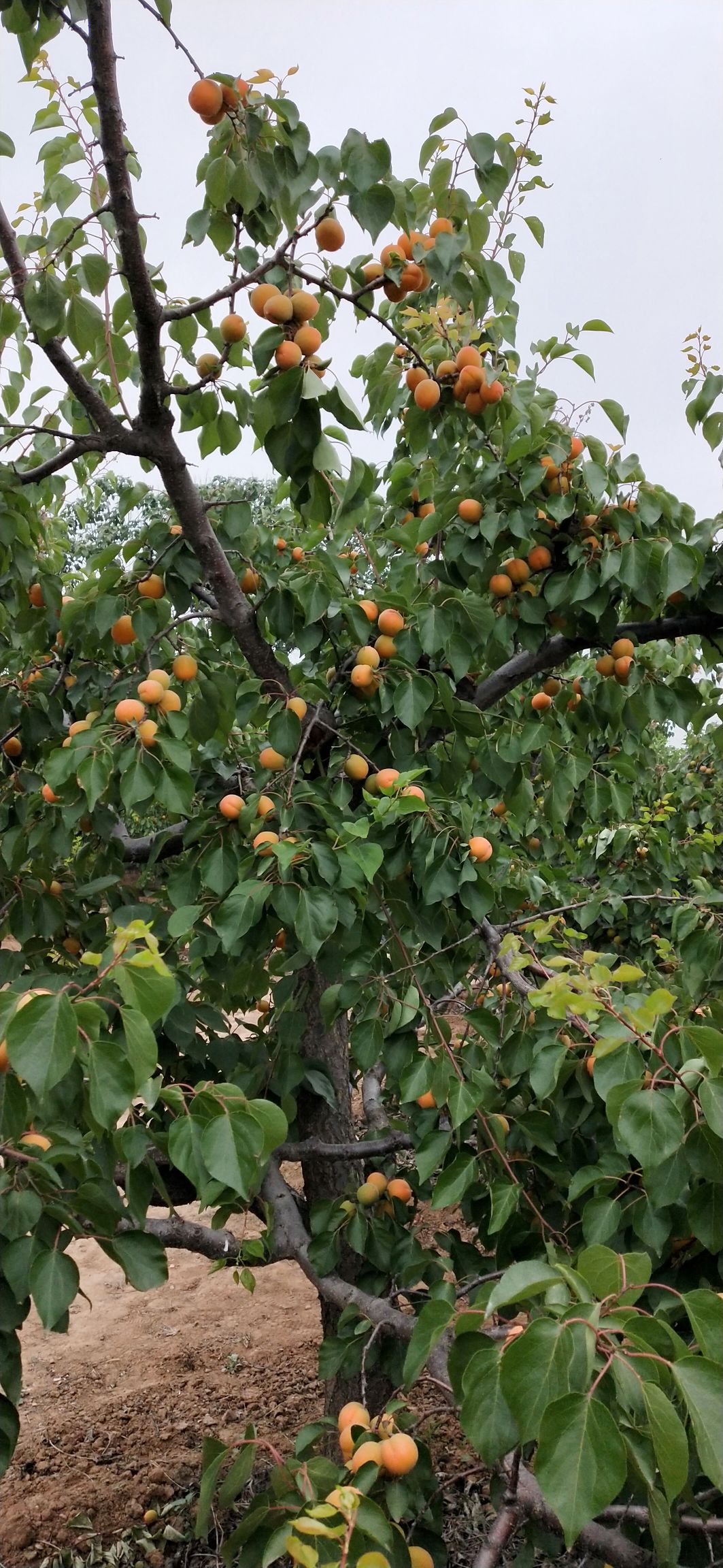 金太阳杏,八达杏