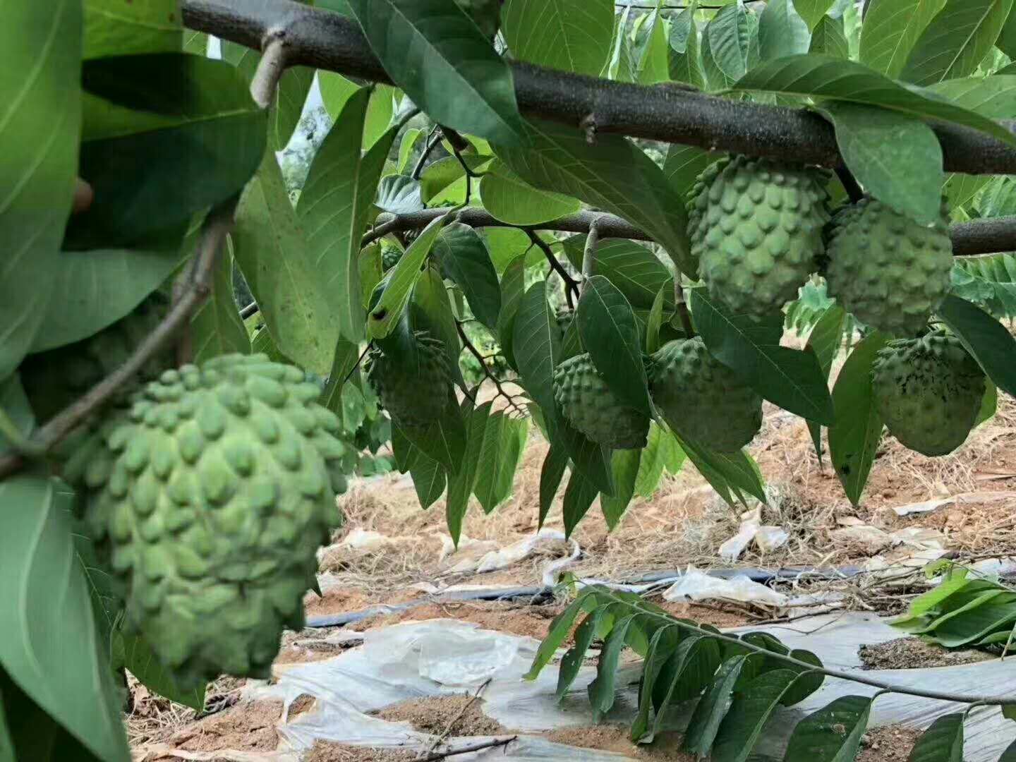 释迦果苗 嫁接台湾凤梨释迦果树苗番荔枝苗佛陀果带土带叶发货