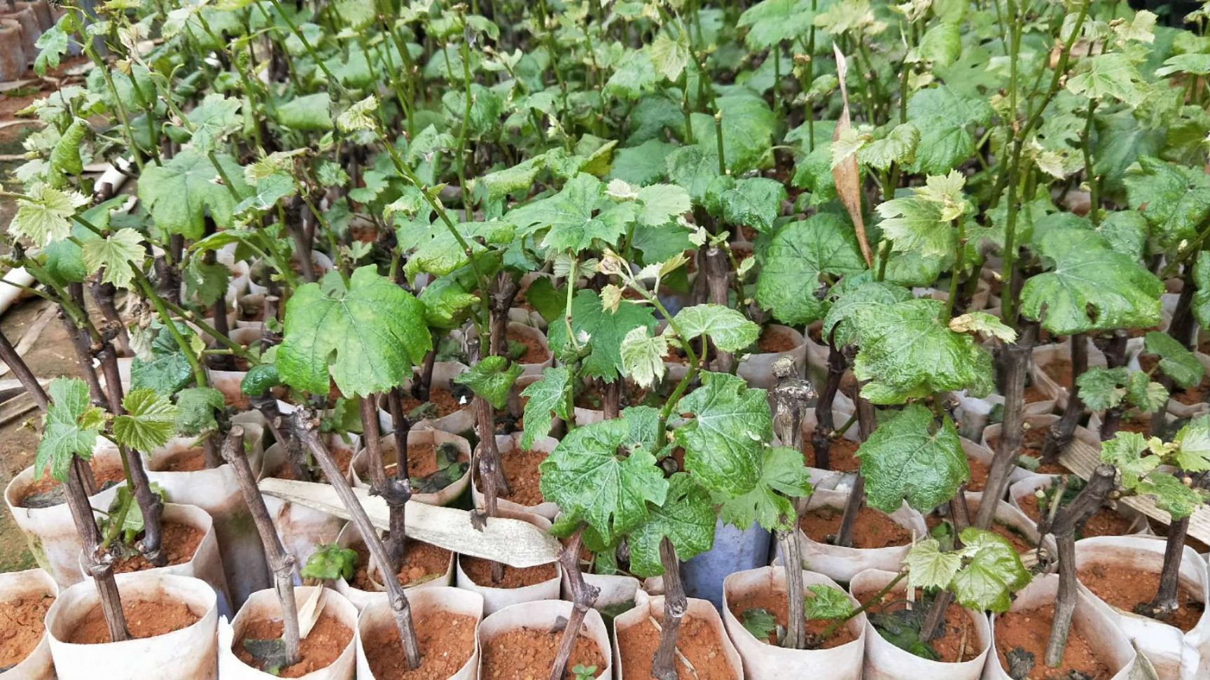 嫁接甜蜜蓝宝石葡萄树苗盆栽地栽葡萄果树苗南北方种植庭院葡萄苗