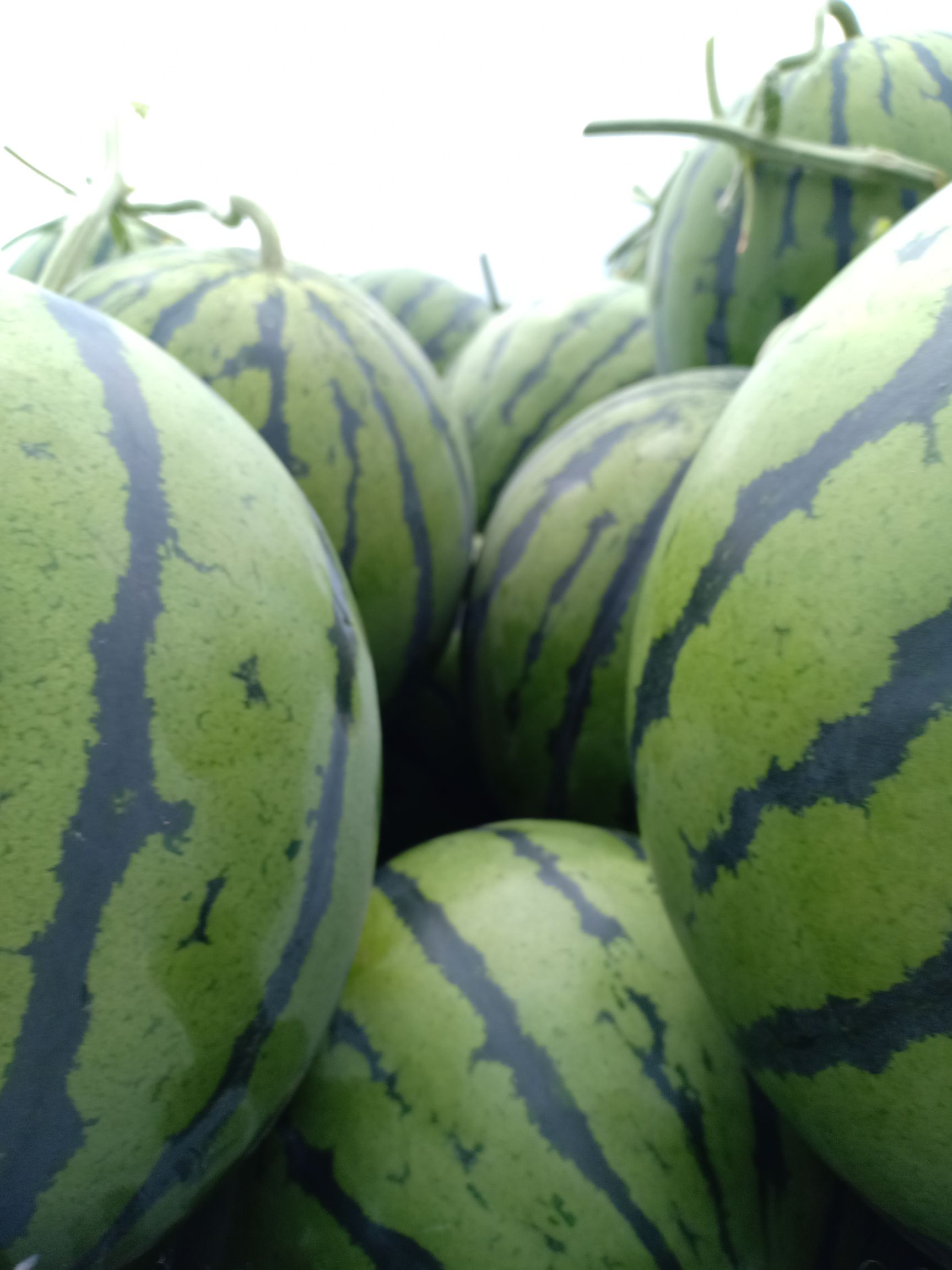 [京欣西瓜种子批发]京欣西瓜种子 砀山县京欣西