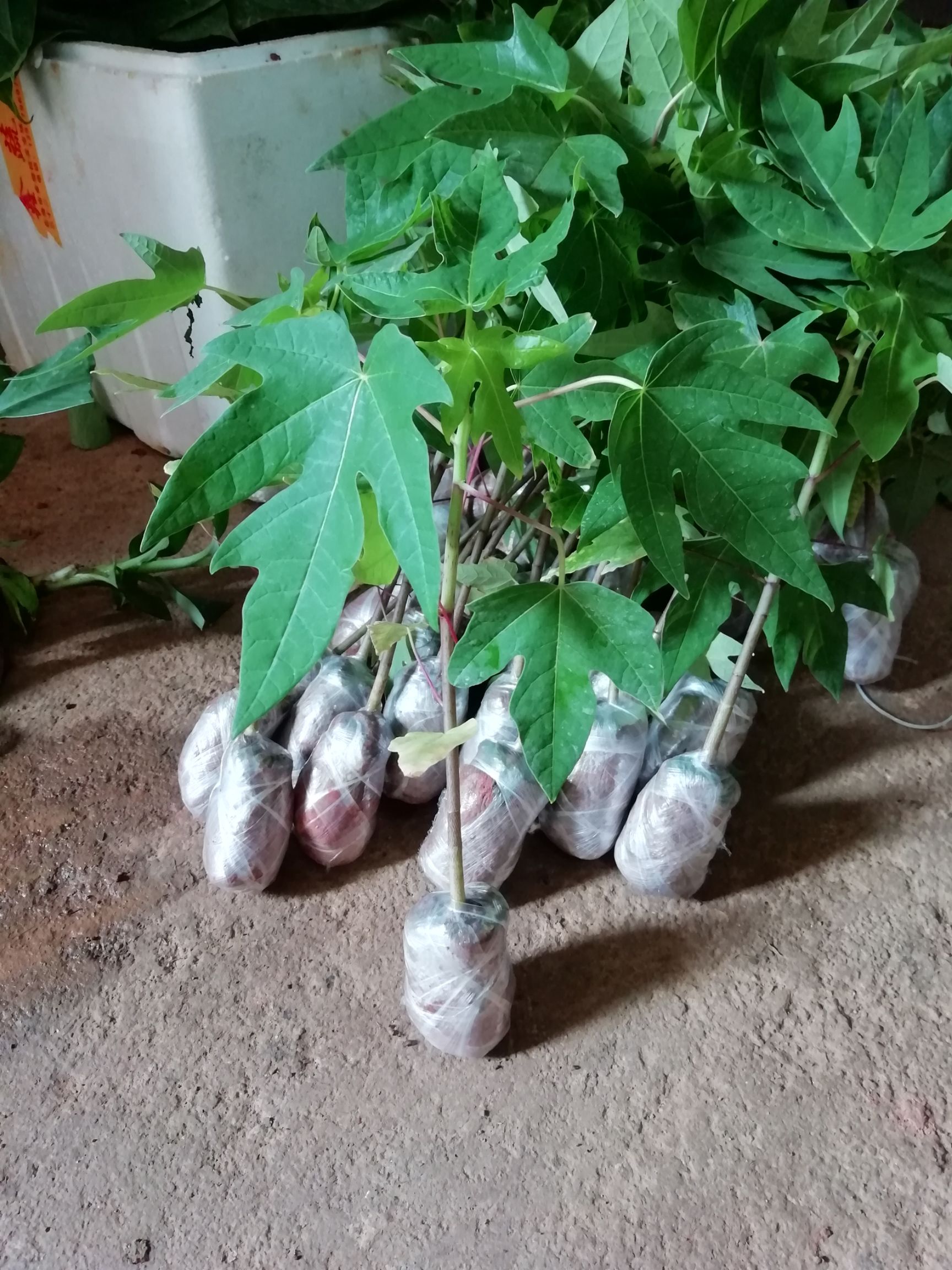 木瓜树 新品种泰国黄金木瓜苗红肉木瓜盆栽庭院种植四季可种当年结果