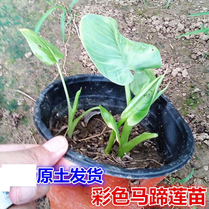 进口彩色马蹄莲种球种子马蹄莲花苗盆栽马蹄莲苗