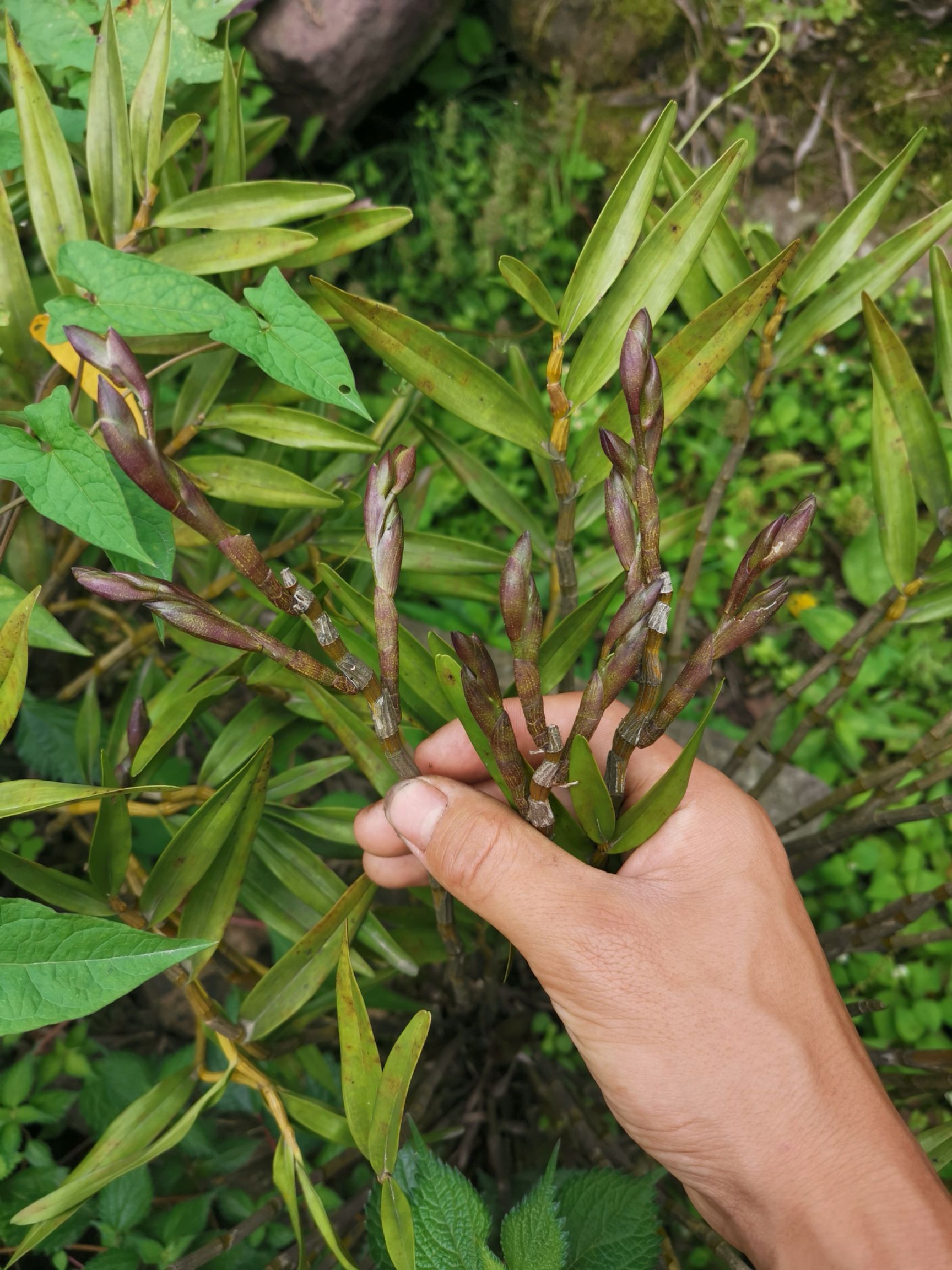 夹江叠鞘石斛 带花苞发货