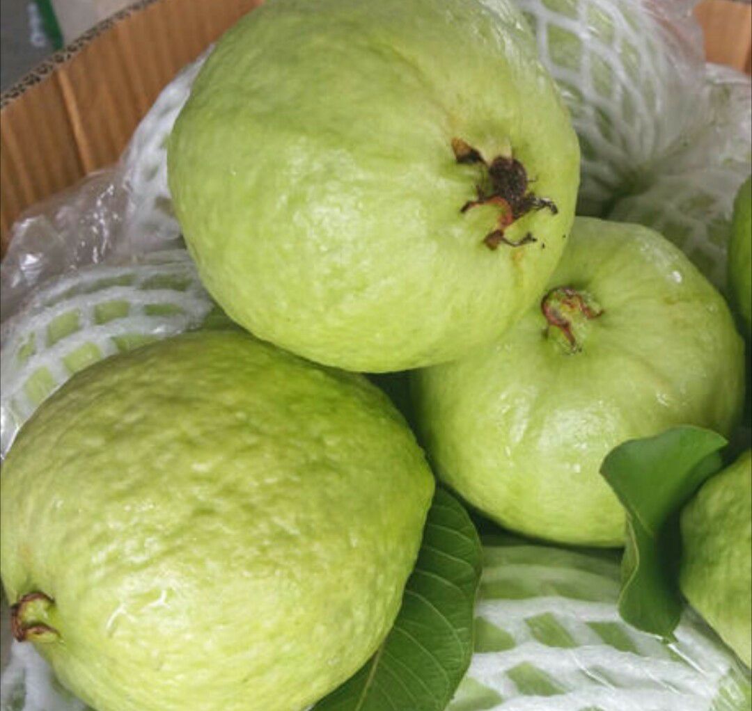 广东省湛江市徐闻县 番石榴芭乐孕妇湛江新鲜水果蕃石榴广东特产石榴