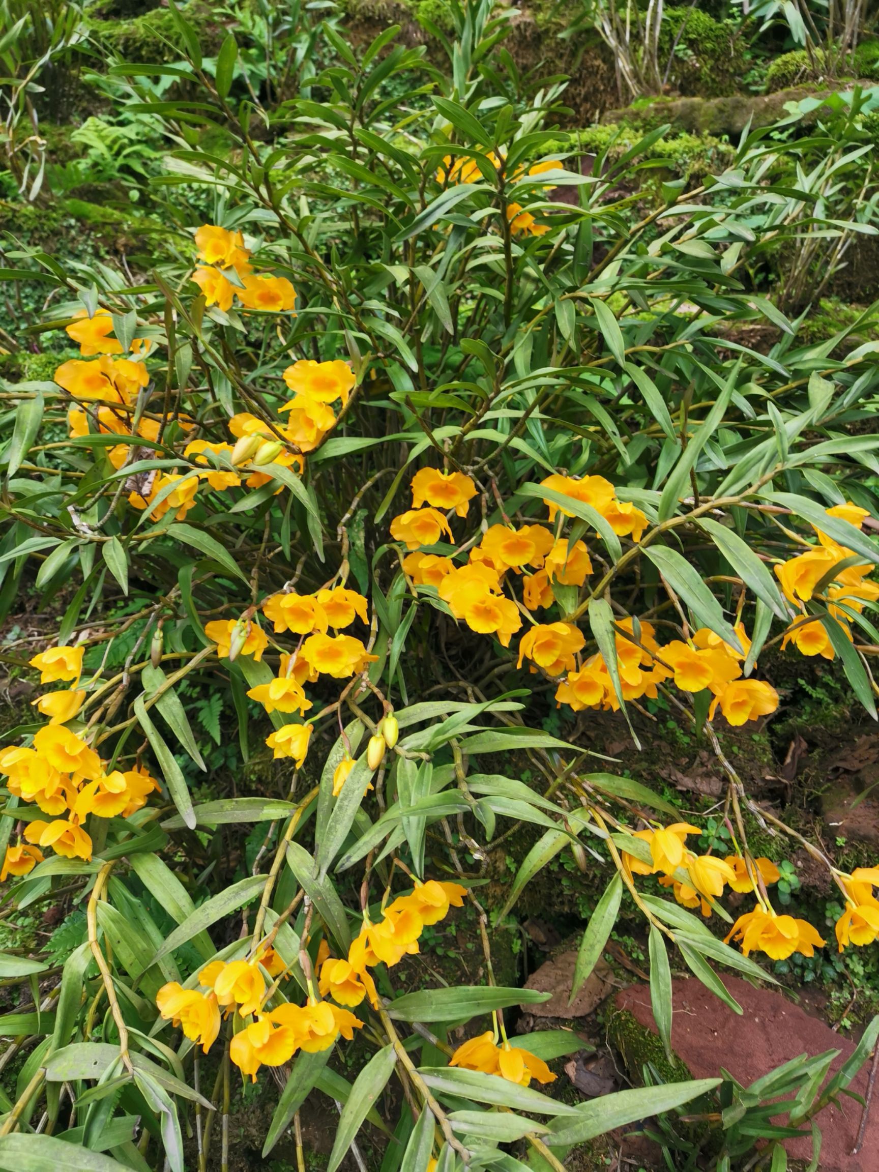 夹江叠鞘石斛 带花苞发货