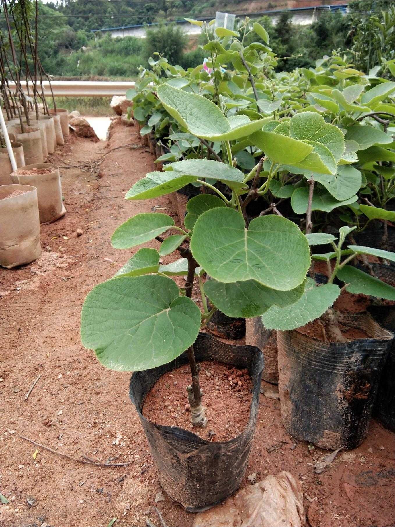 猕猴桃苗嫁接苗盆栽阳台庭院种植四季可种南北方可种植当年结果