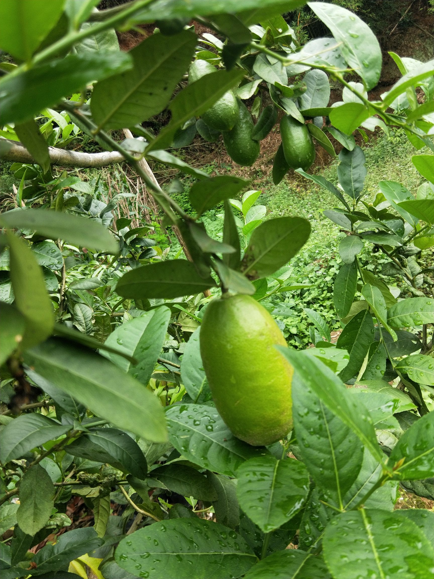 带果四季香水柠檬苗树苗绿植盆栽室内阳台庭院植物花卉水果树苗