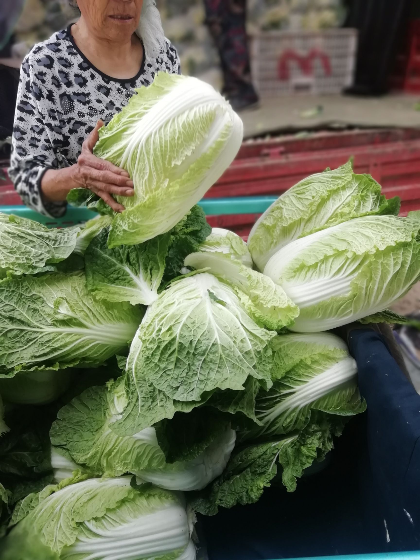 [黄心大白菜批发] 我们这的白菜品种优良,品质极佳.0.