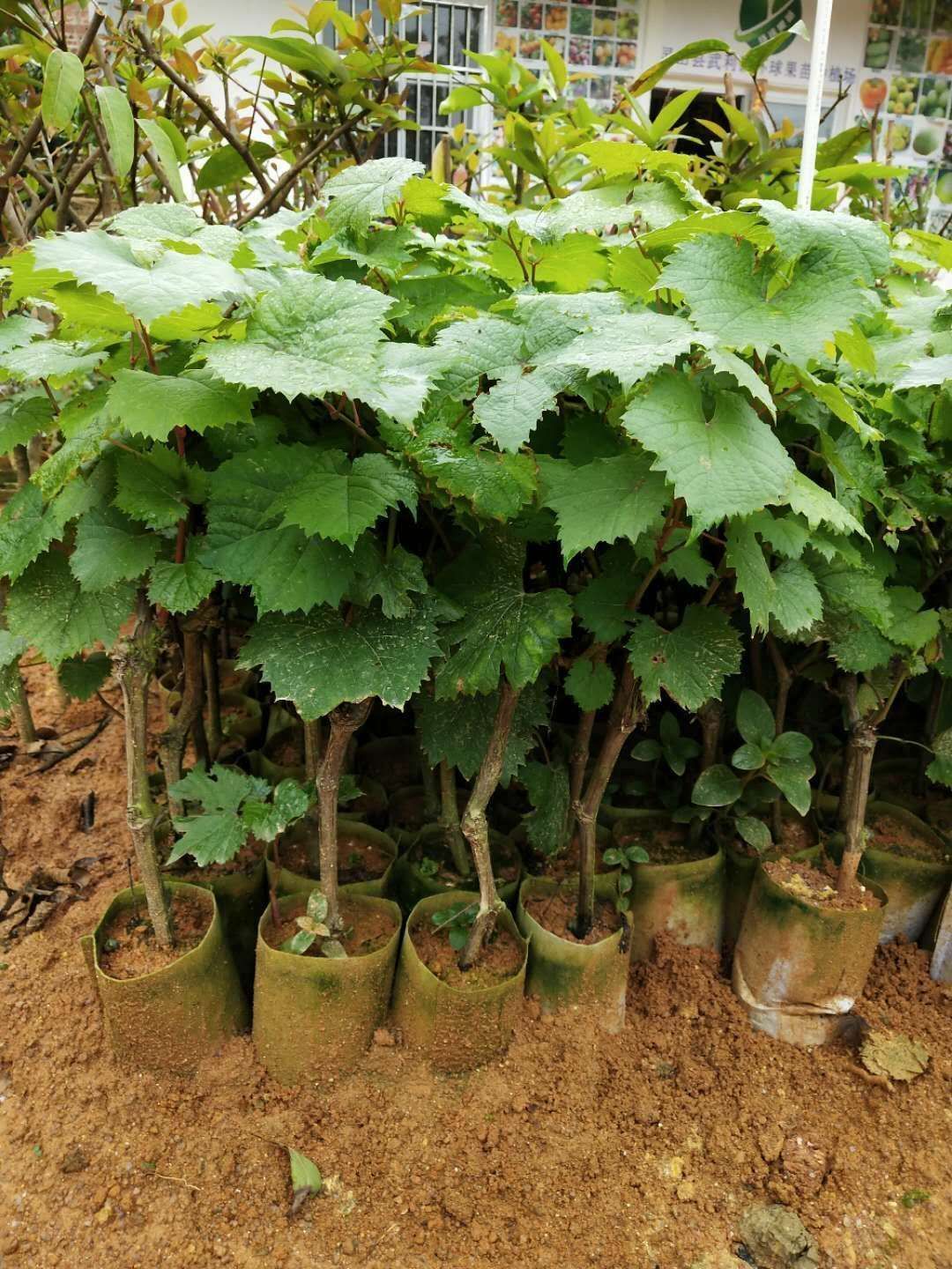 蓝宝石葡萄苗 甜蜜蓝宝石葡萄树苗南北方种植嫁接苗地栽盆栽