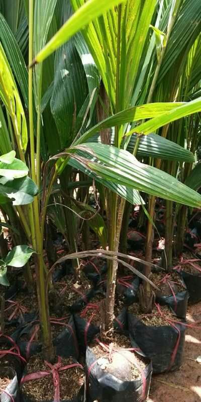 椰子苗 新品种正宗泰国黄金椰子树苗营养杯苗庭院种植带杯带土发货
