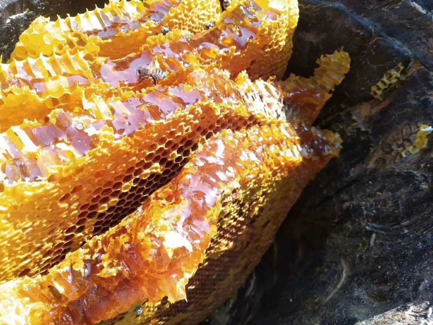 [蜂巢蜜批发] 老挝野生蜂蜜。50一斤。十斤起批价格50元\/斤 10斤起批