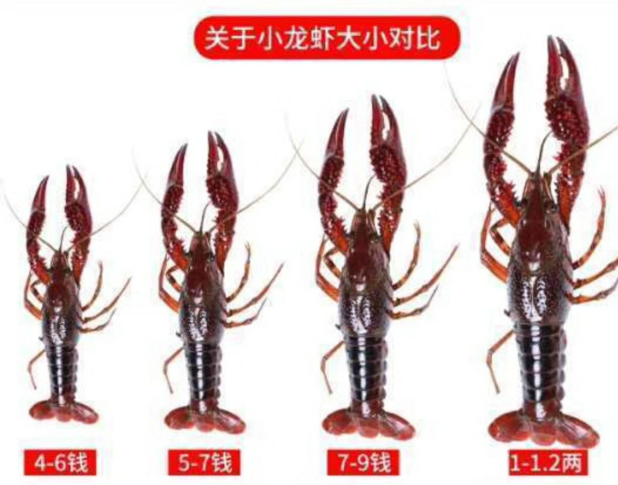 品种名:清水小龙虾 品种名:清水小龙虾 规格:大红6-9钱 饲养