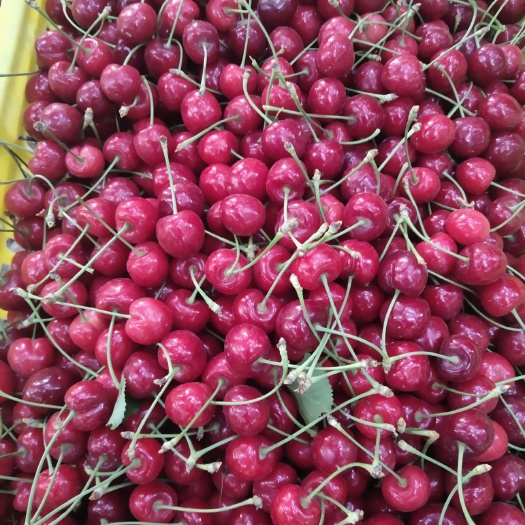 甘肃15-20mm樱桃