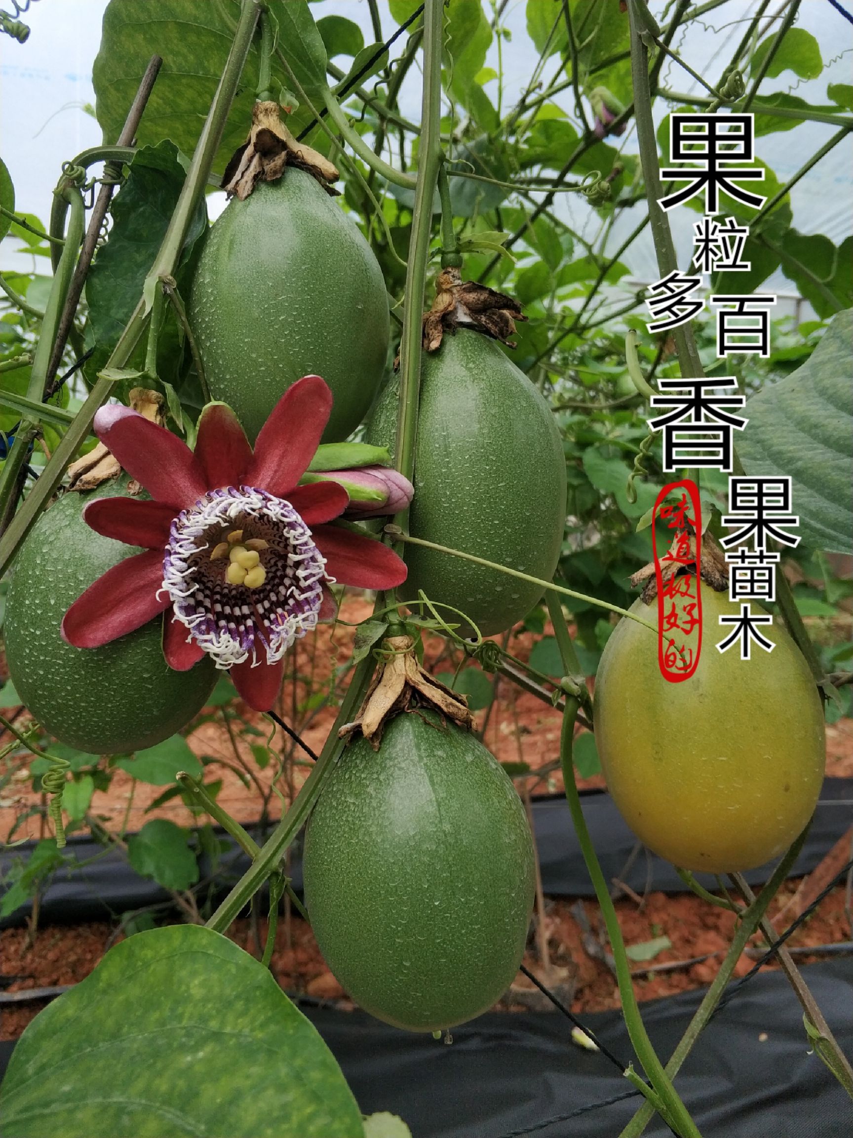 [台湾甜蜜蜜百香果苗批发]台湾甜蜜蜜百香果苗 木瓜蜜