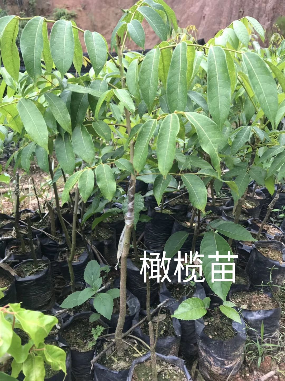 广西壮族自治区钦州市灵山县黄橄榄苗 橄榄树苗正品嫁接苗黄橄榄黑