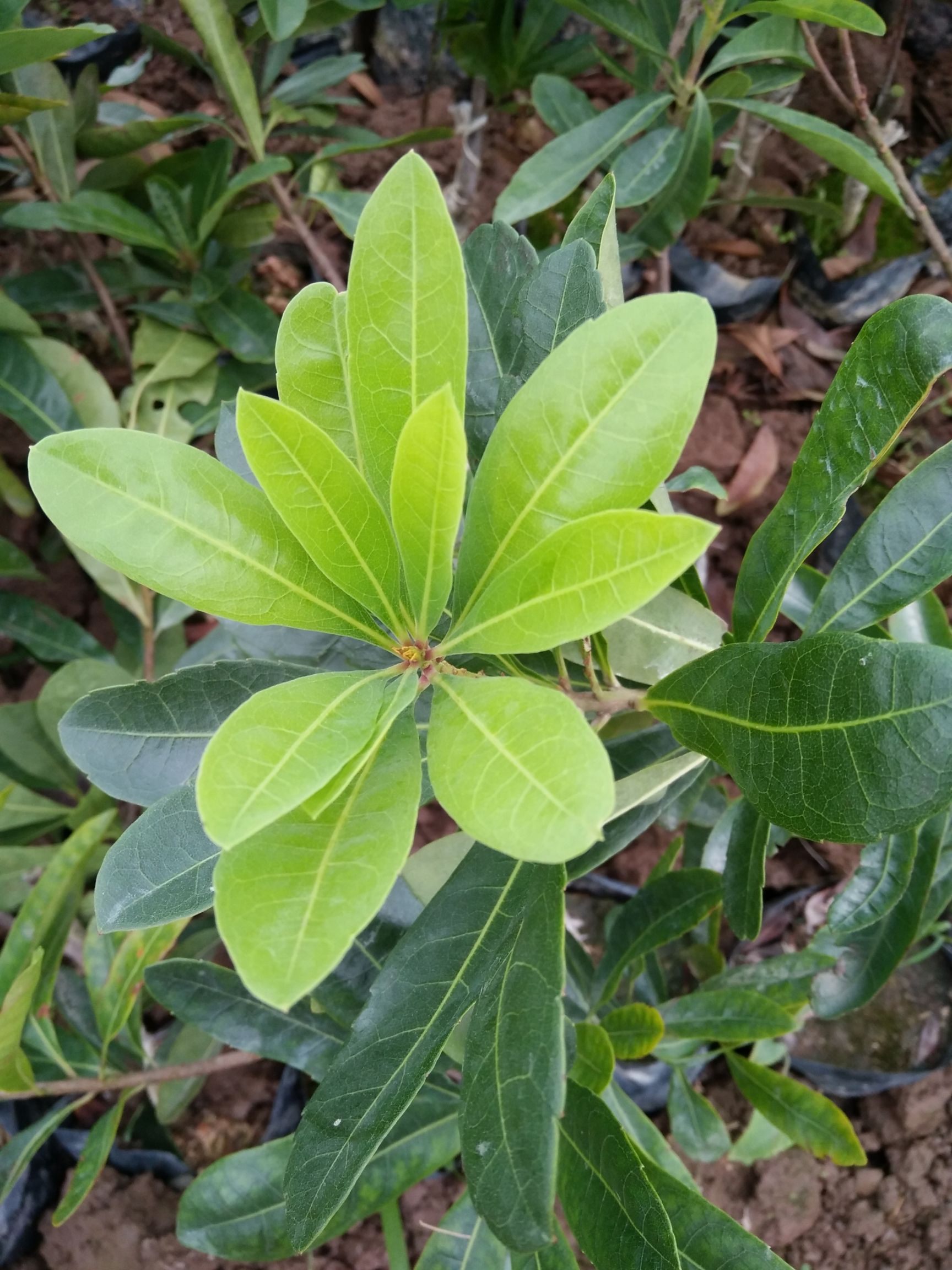 东魁杨梅树苗 大量供应杨梅苗