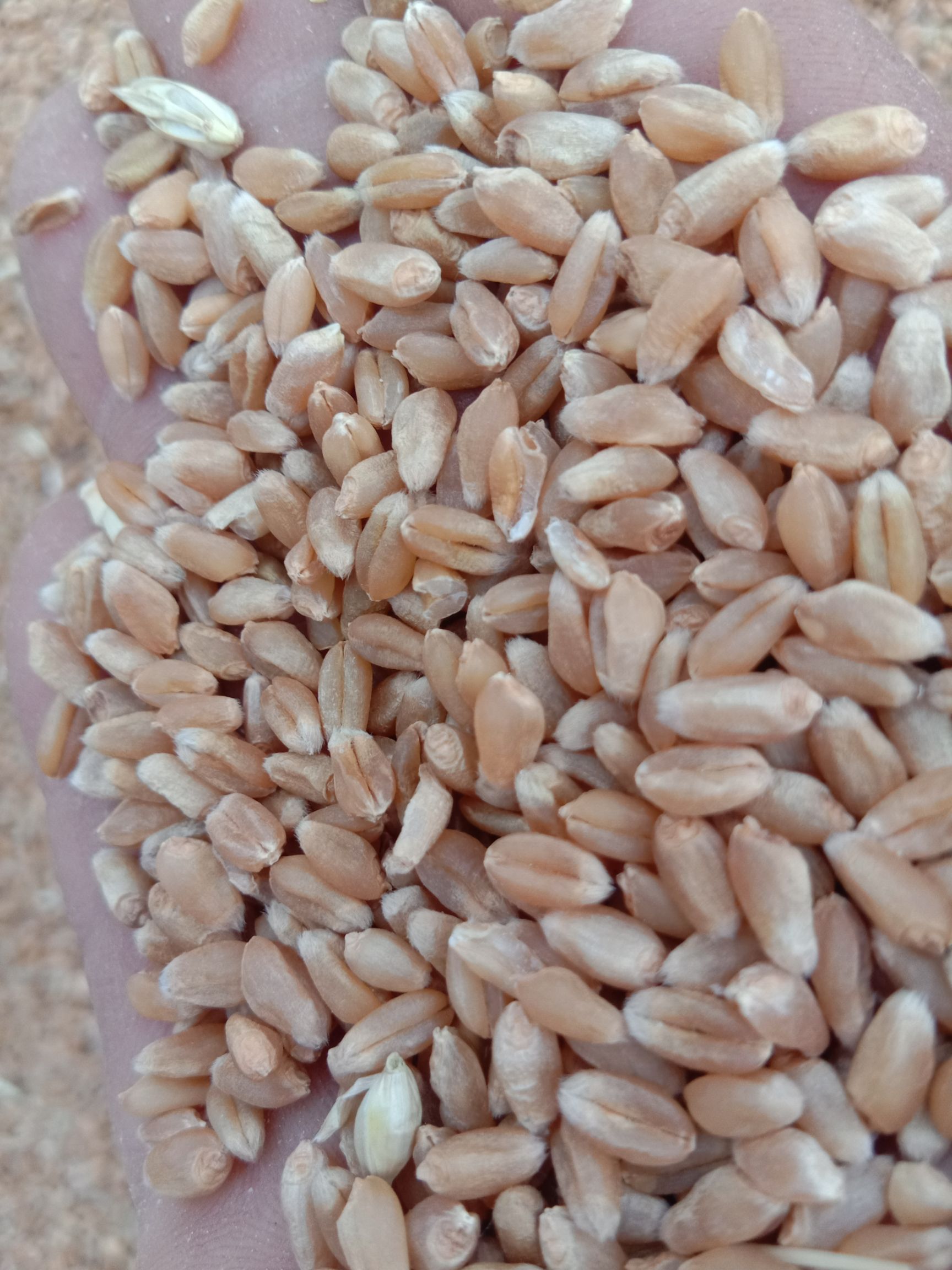 新麦26 赵