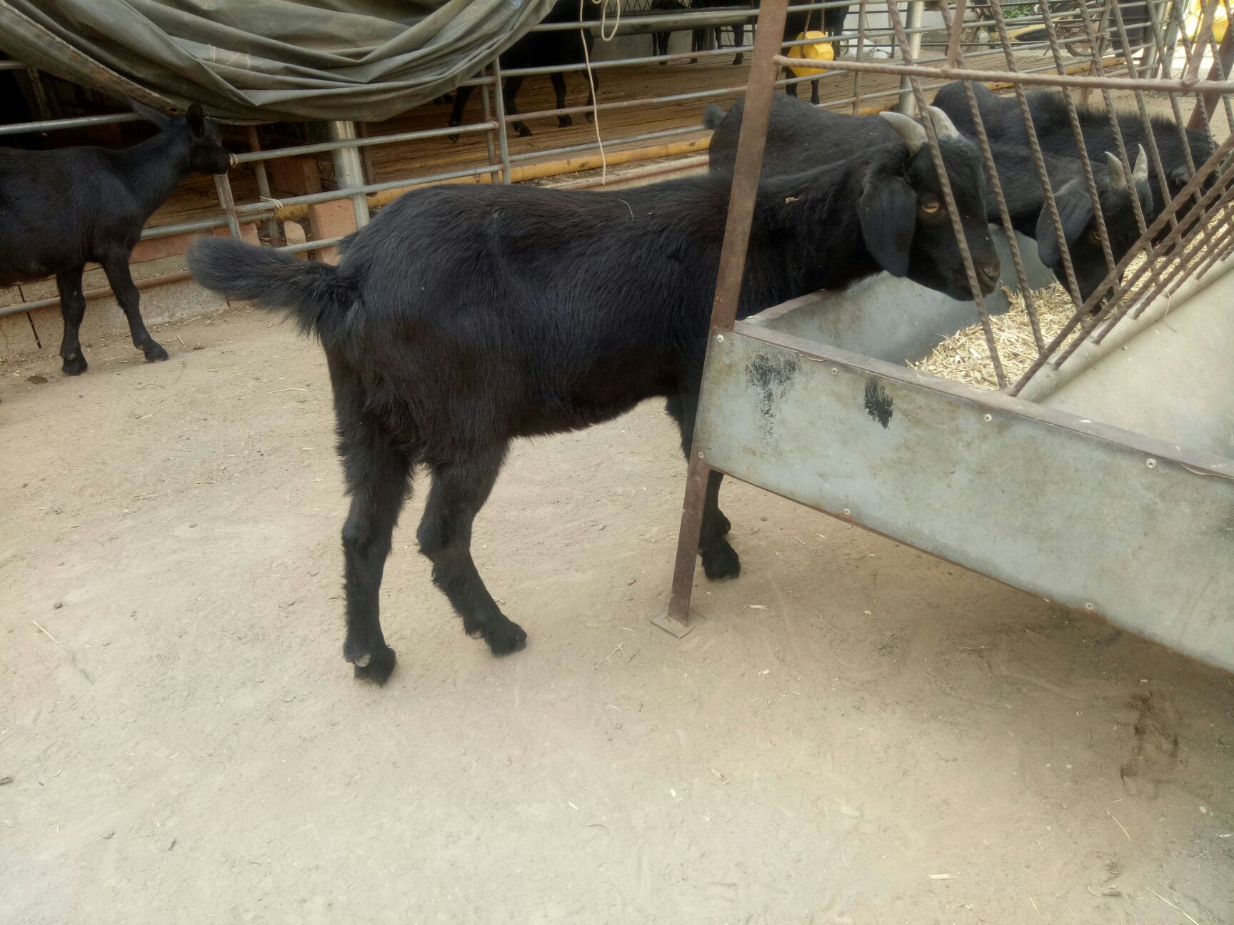 努比亚黑山羊羊苗成年母羊