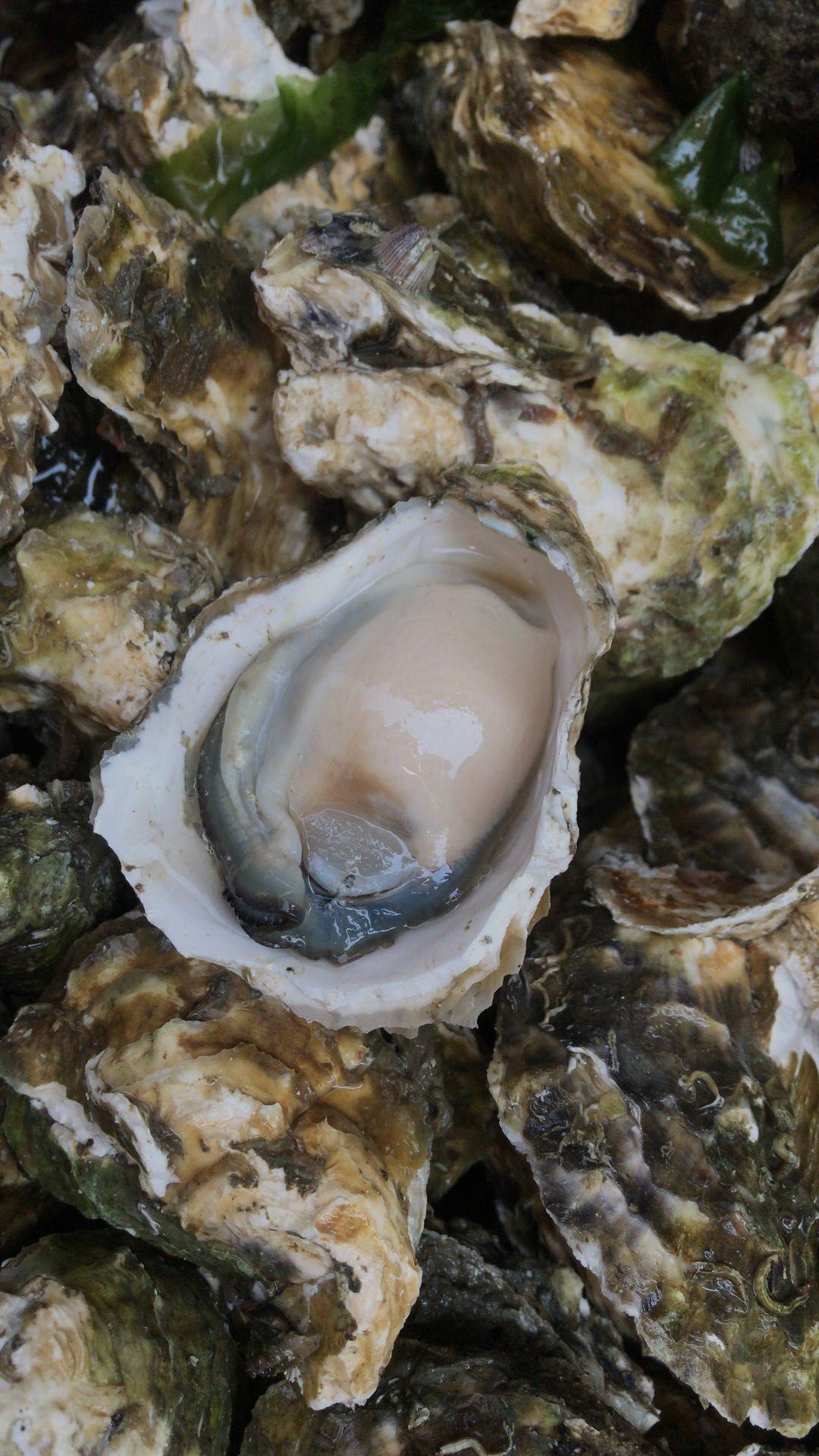 深海海鲜 全壳生蚝鲜活带壳生蚝肉牡蛎海鲜海蛎烧烤井洲大蚝50粒广东