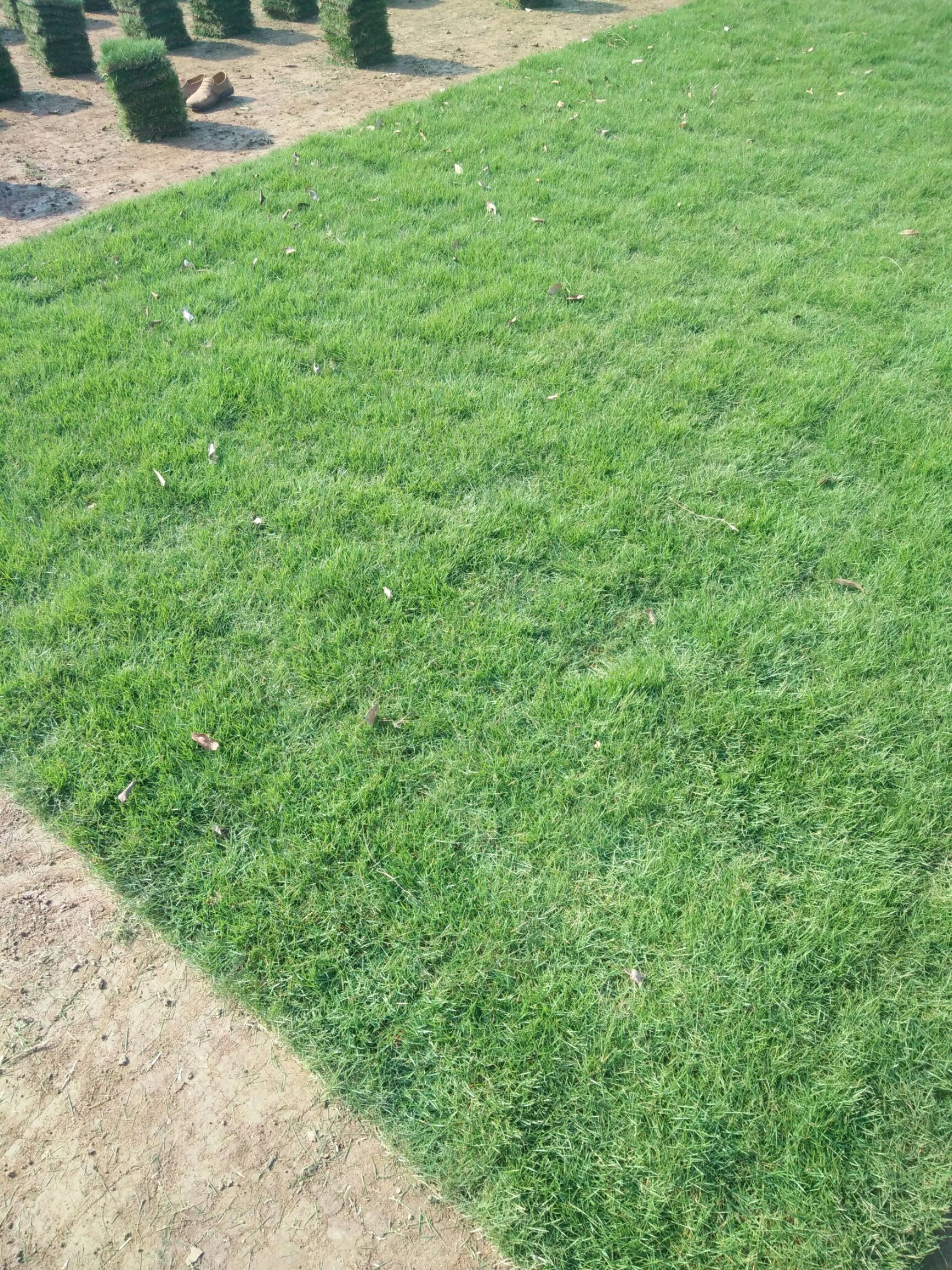 各种绿化草皮