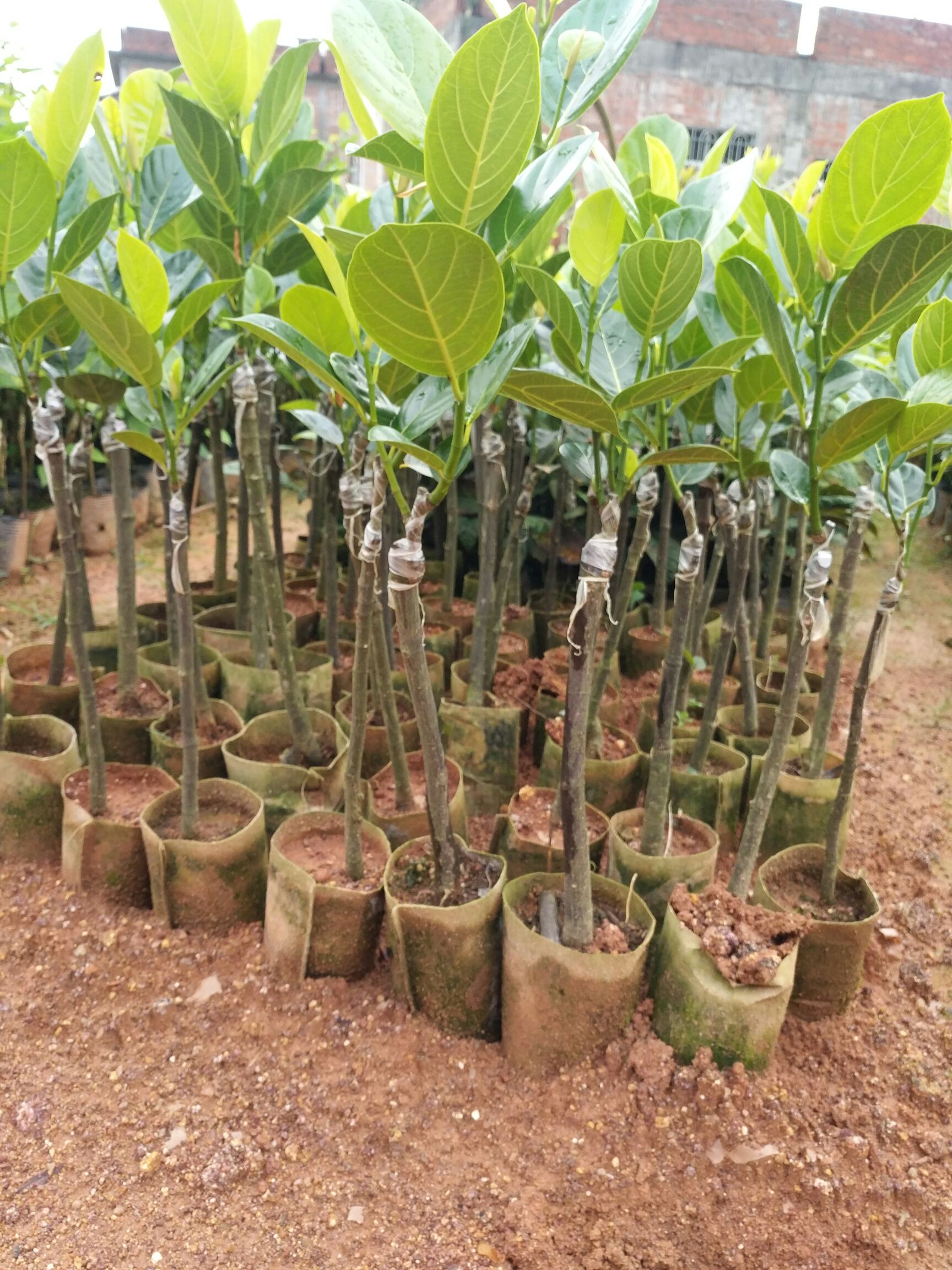 菠萝蜜苗树 马来西亚一号木菠萝果苗嫁接苗 四季庭院户外地栽种