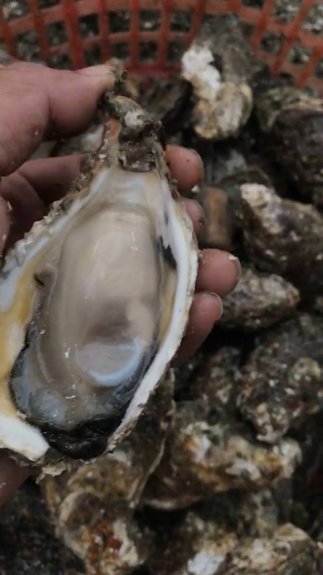 深海海鲜 全壳生蚝鲜活带壳生蚝肉牡蛎海鲜海蛎烧烤井洲大蚝50粒广东