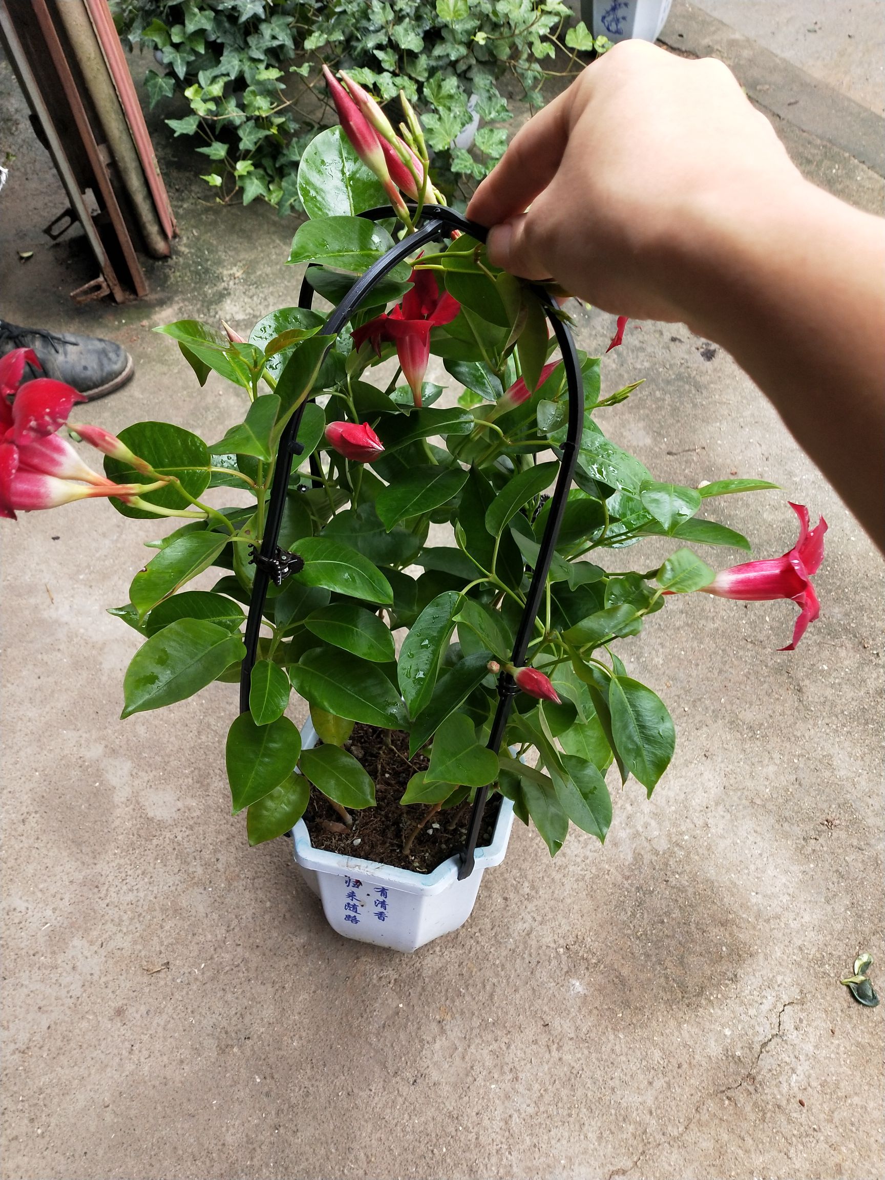 常春藤 富贵红飘香藤盆栽145盆植物室内观花植物盆栽