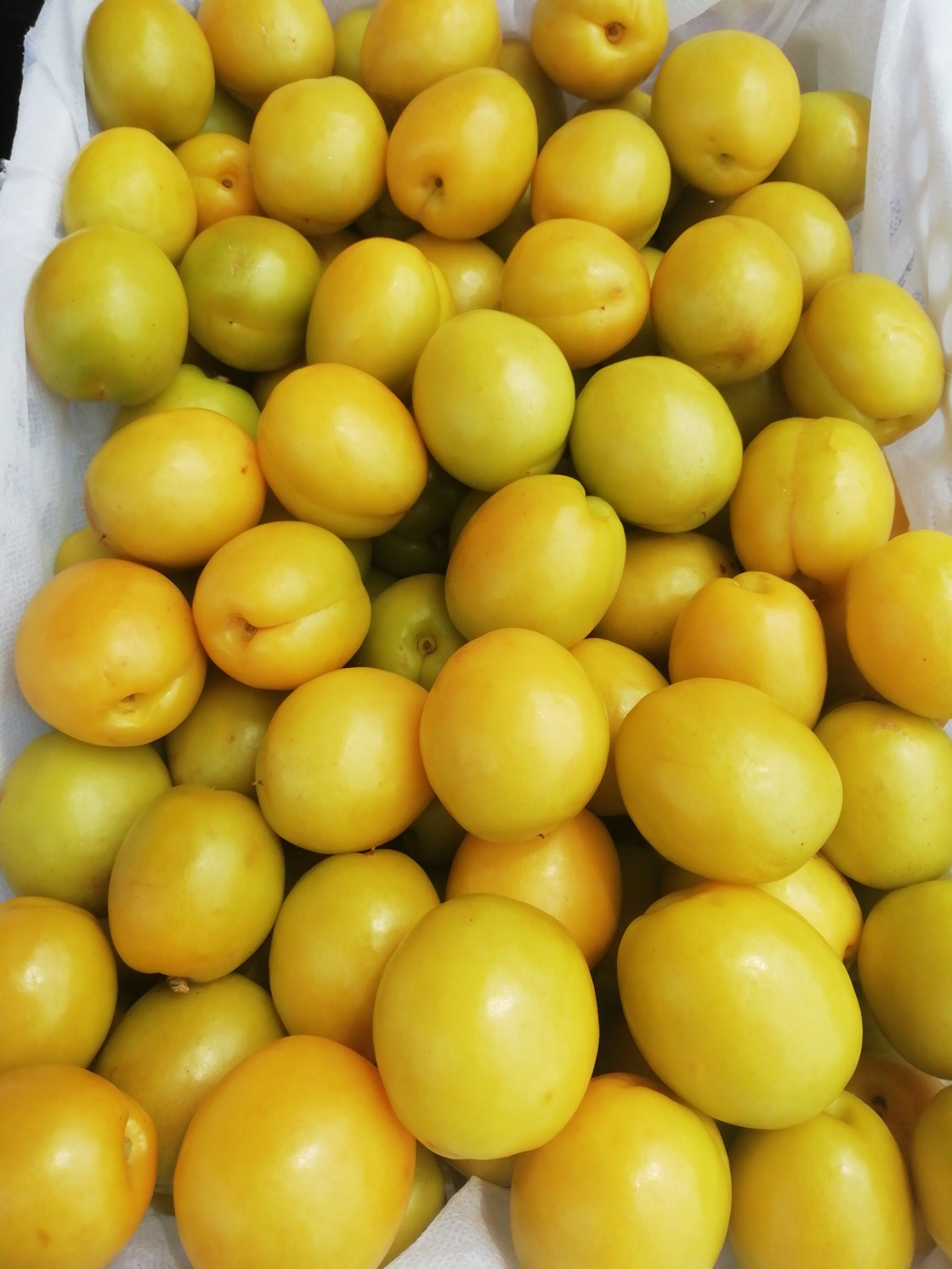 [珍珠油杏批发] 油杏大量上市,不零售价格3元/斤 1斤