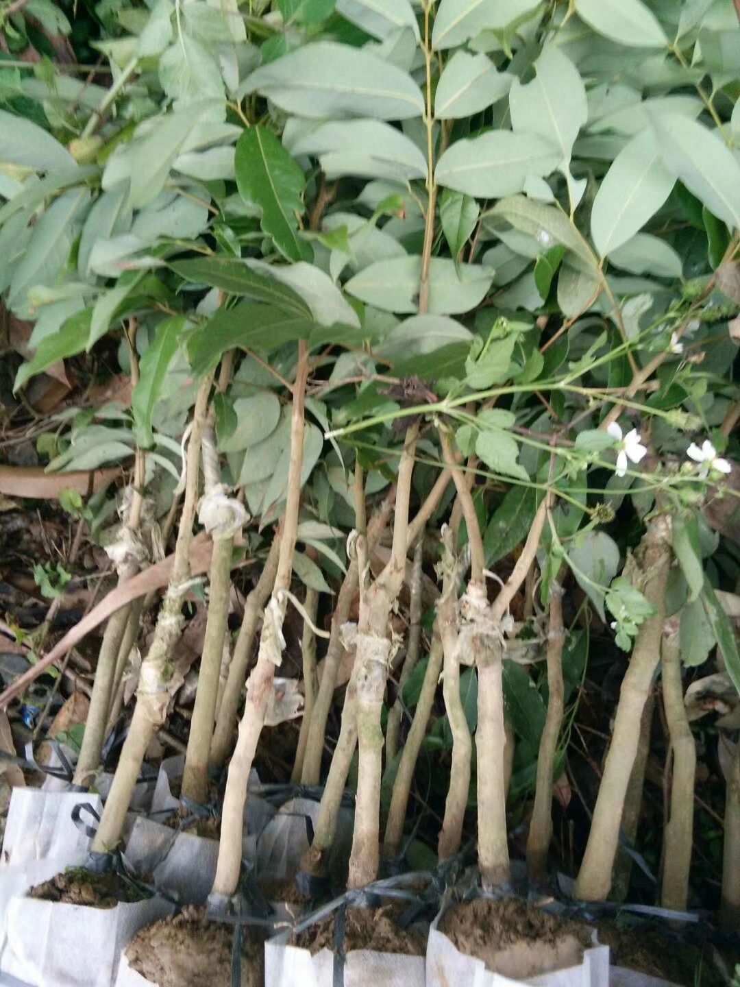 龙眼苗