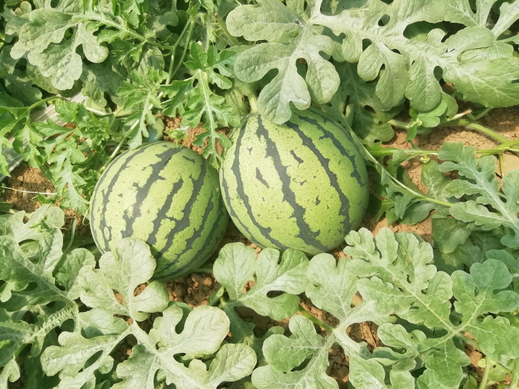 [京欣西瓜批发]京欣西瓜 京欣价格低,质量好,甜