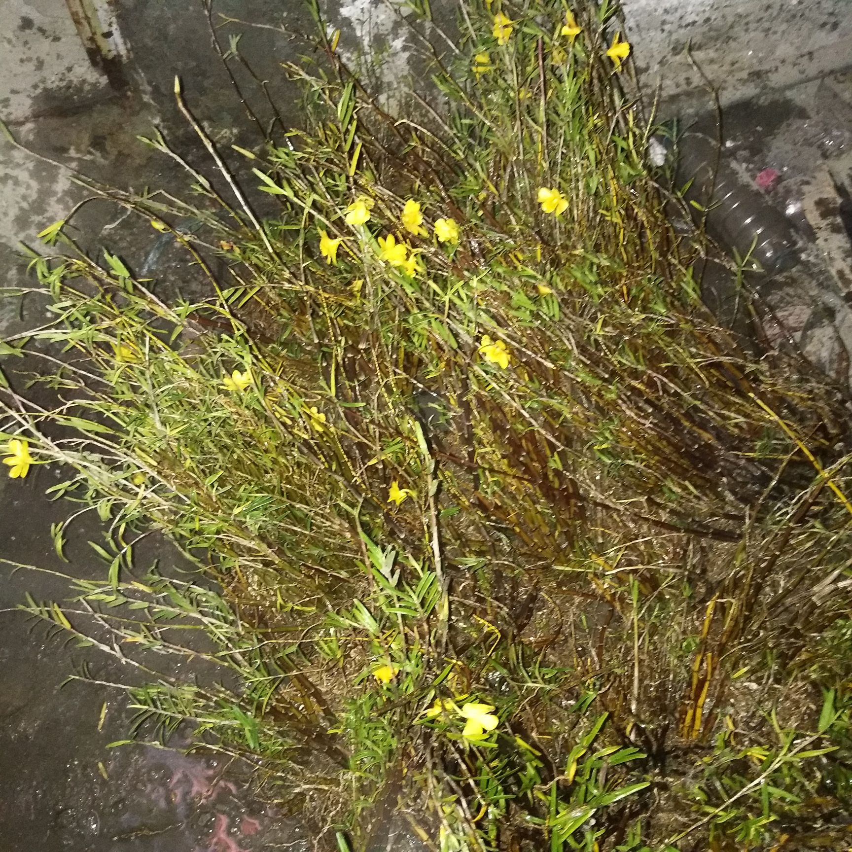 野生黄草石斛