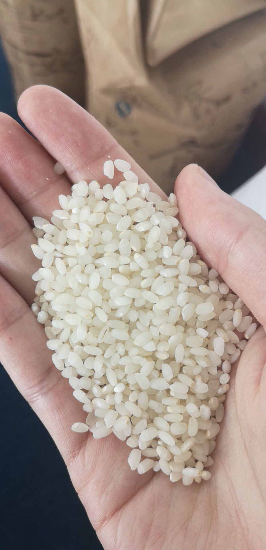 圆粒大米 一等品 中稻 粳米