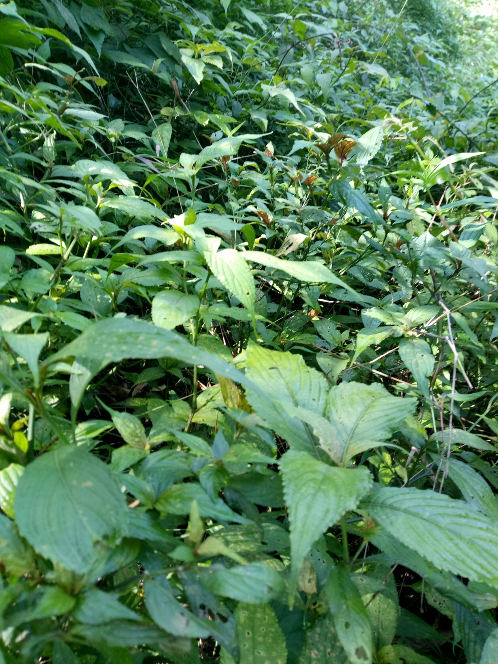 四川宜宾珙县 野生板蓝根又名大青叶,在老家山上到处都是满山遍地的