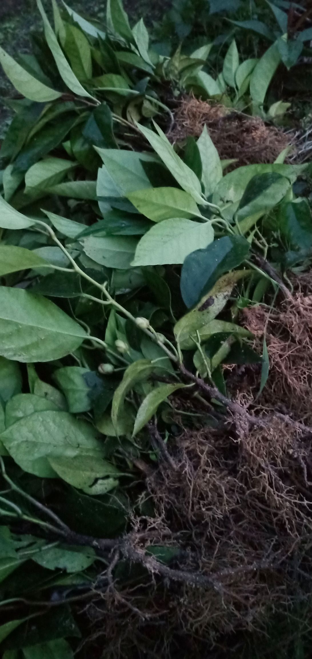 红参果苗 布福娜红果参基地苗
