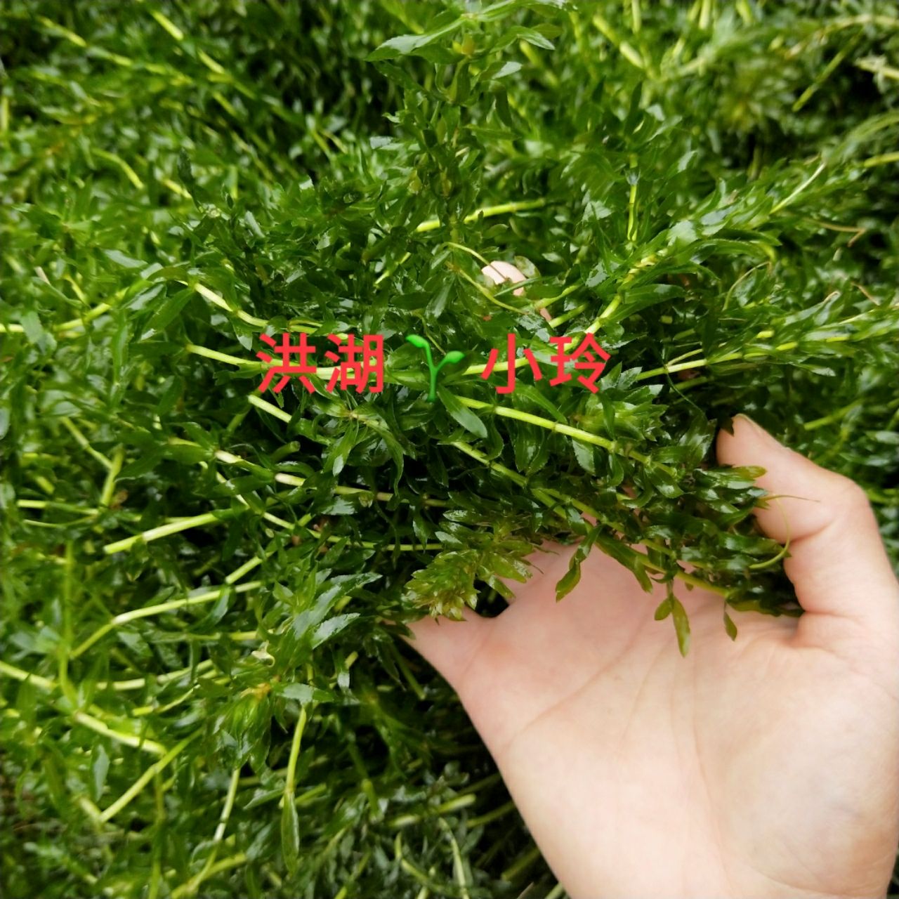 轮叶黑藻 灯笼泡草 节节草鱼虾蟹养殖 高温水草 量大价优 包邮