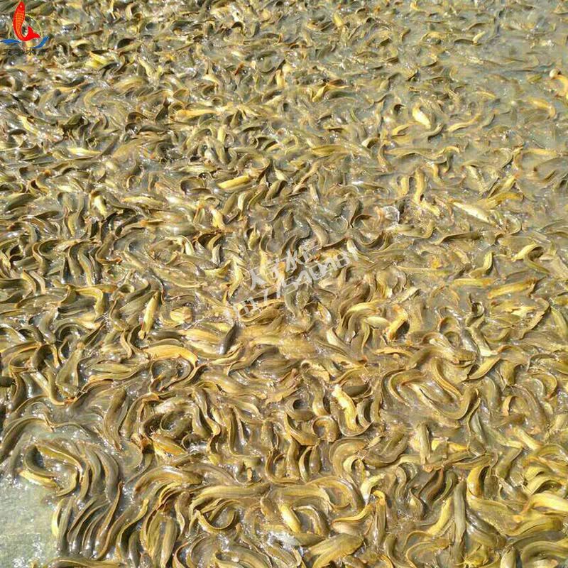 本地塘鲺 本地江鳅苗,本地塘虱苗