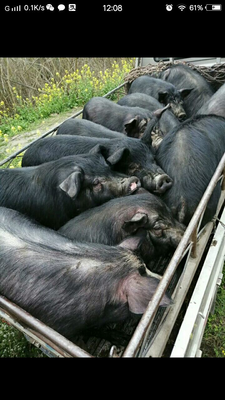 四川肉用猪