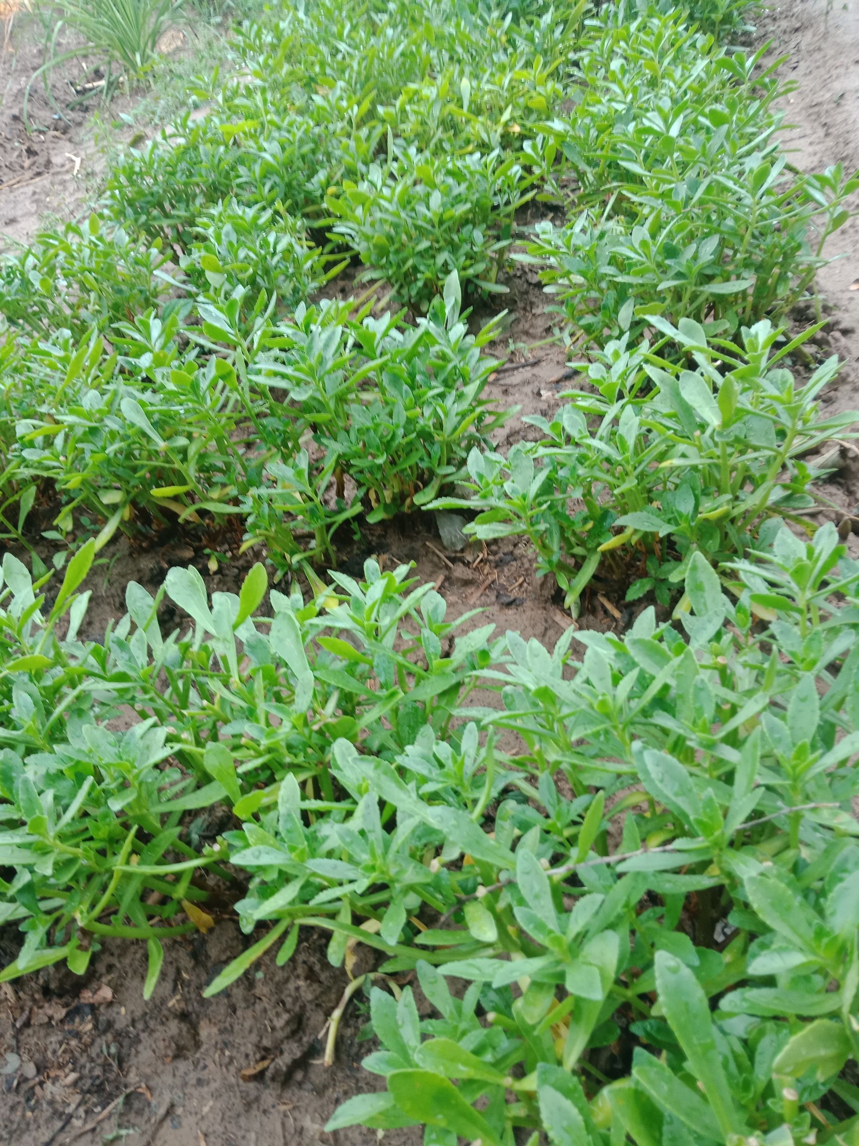 养心菜种苗 高钙菜种苗
